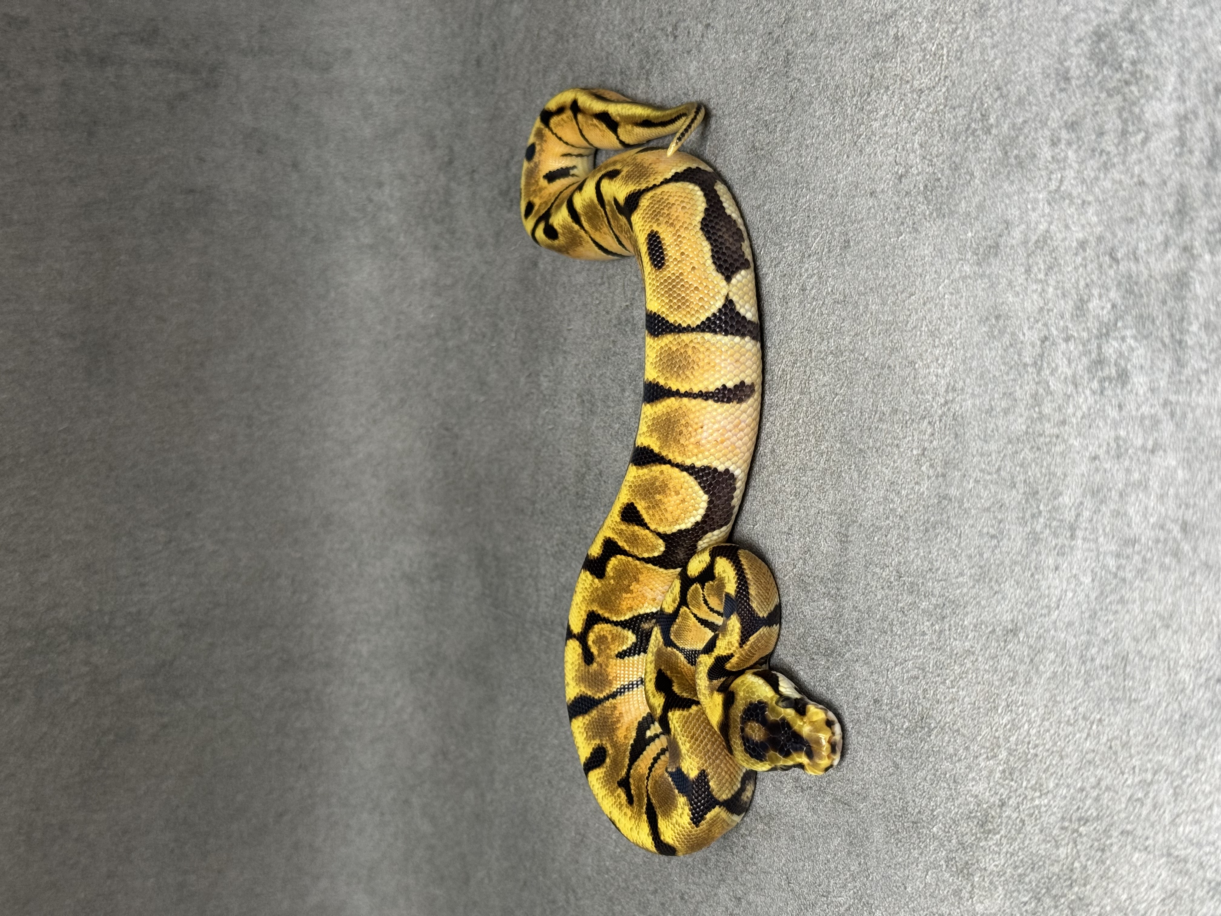 Fire Enchi Spotnose Het Clown