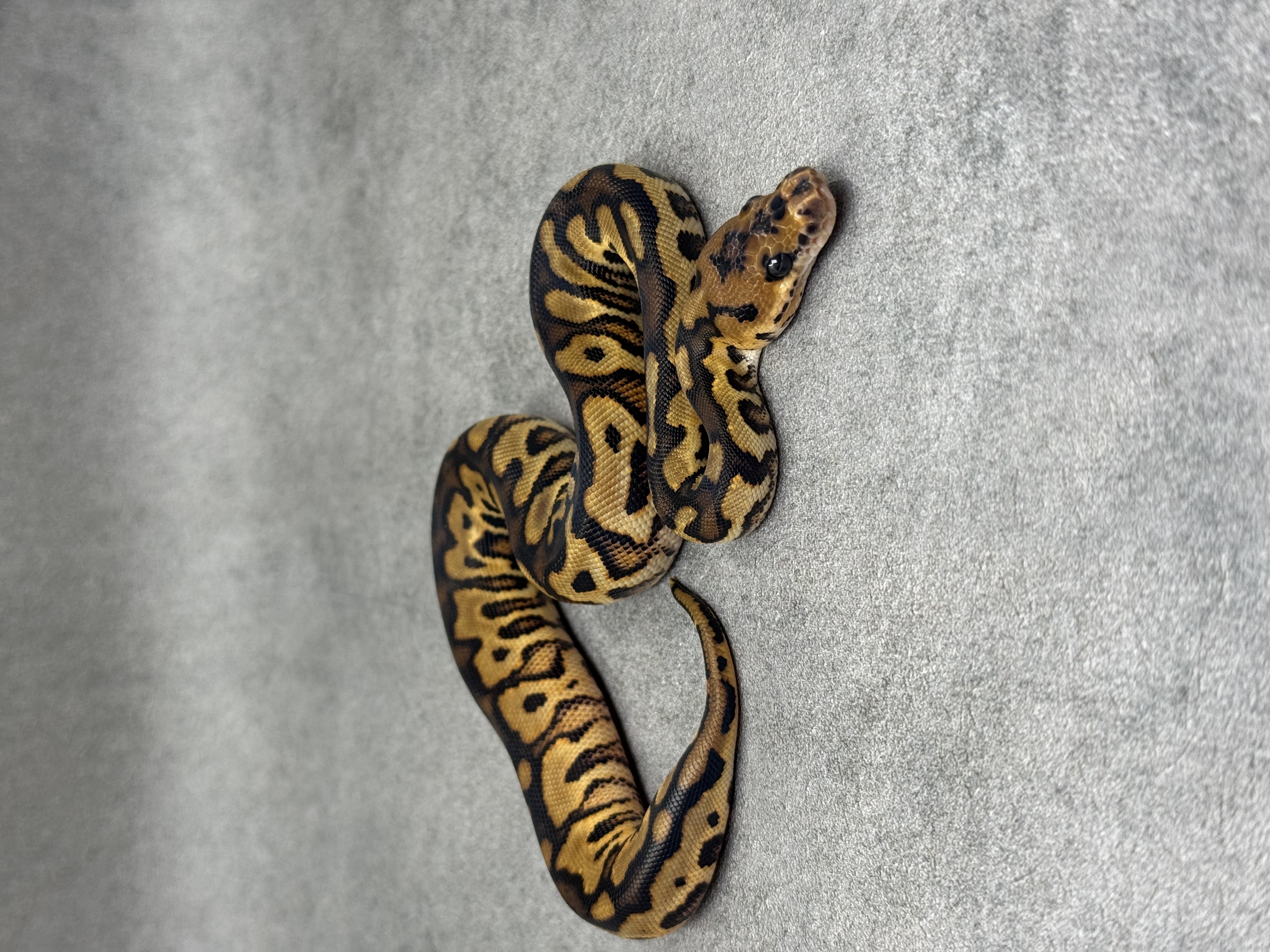 Red Stripe Yellow Belly Clown