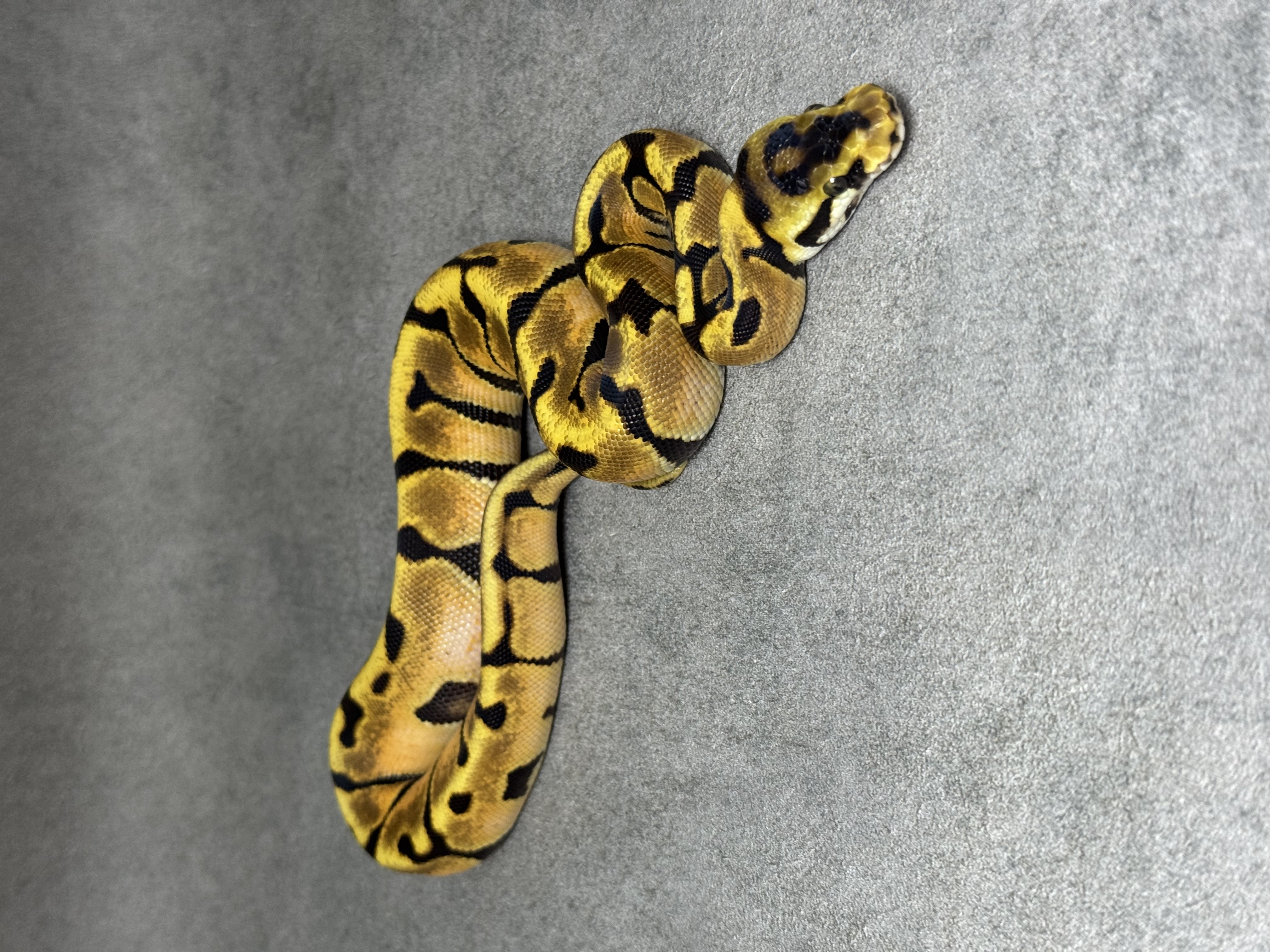Fire Enchi Spotnose Het Clown 4