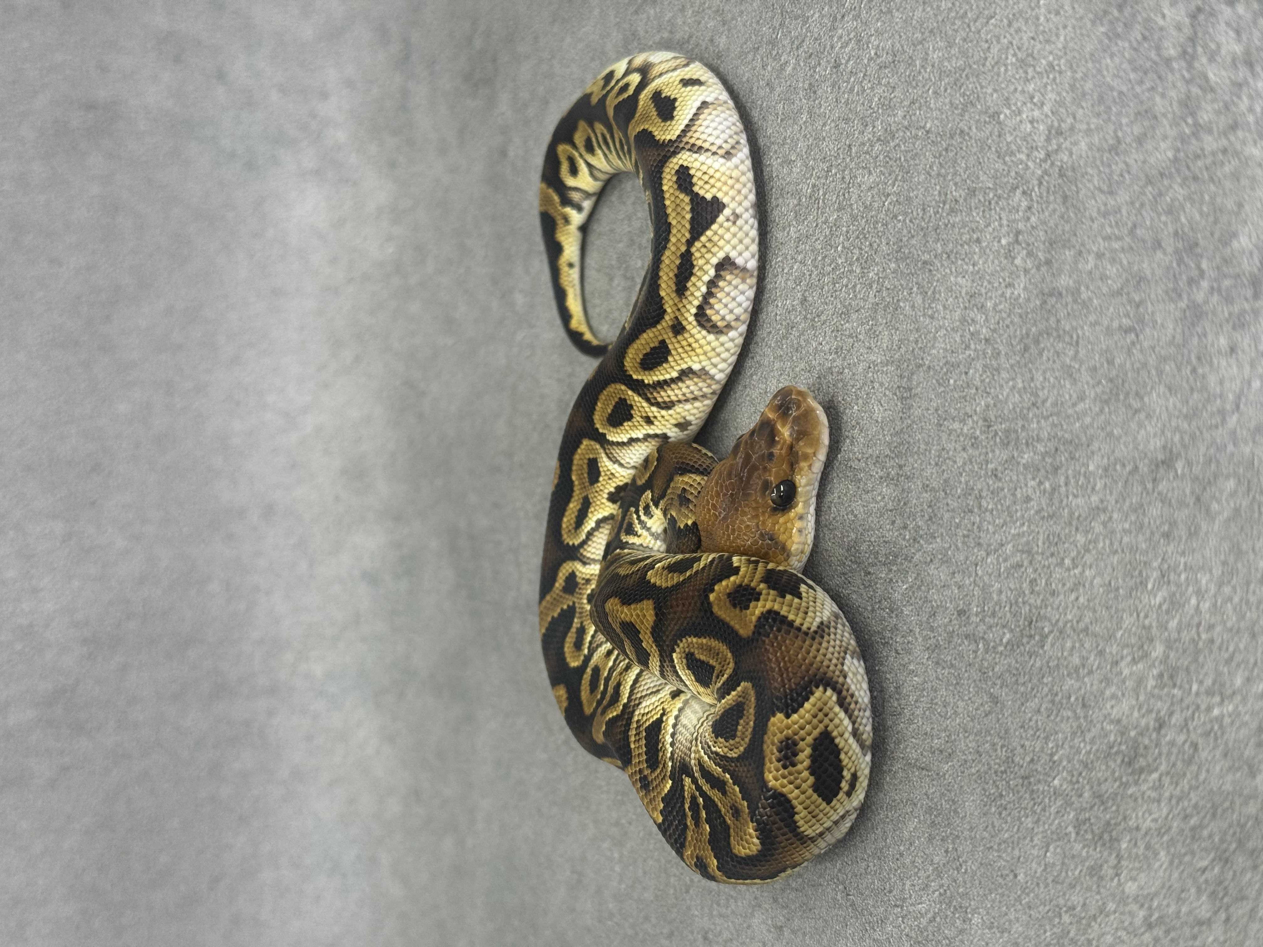 Bongo Cypress Clown