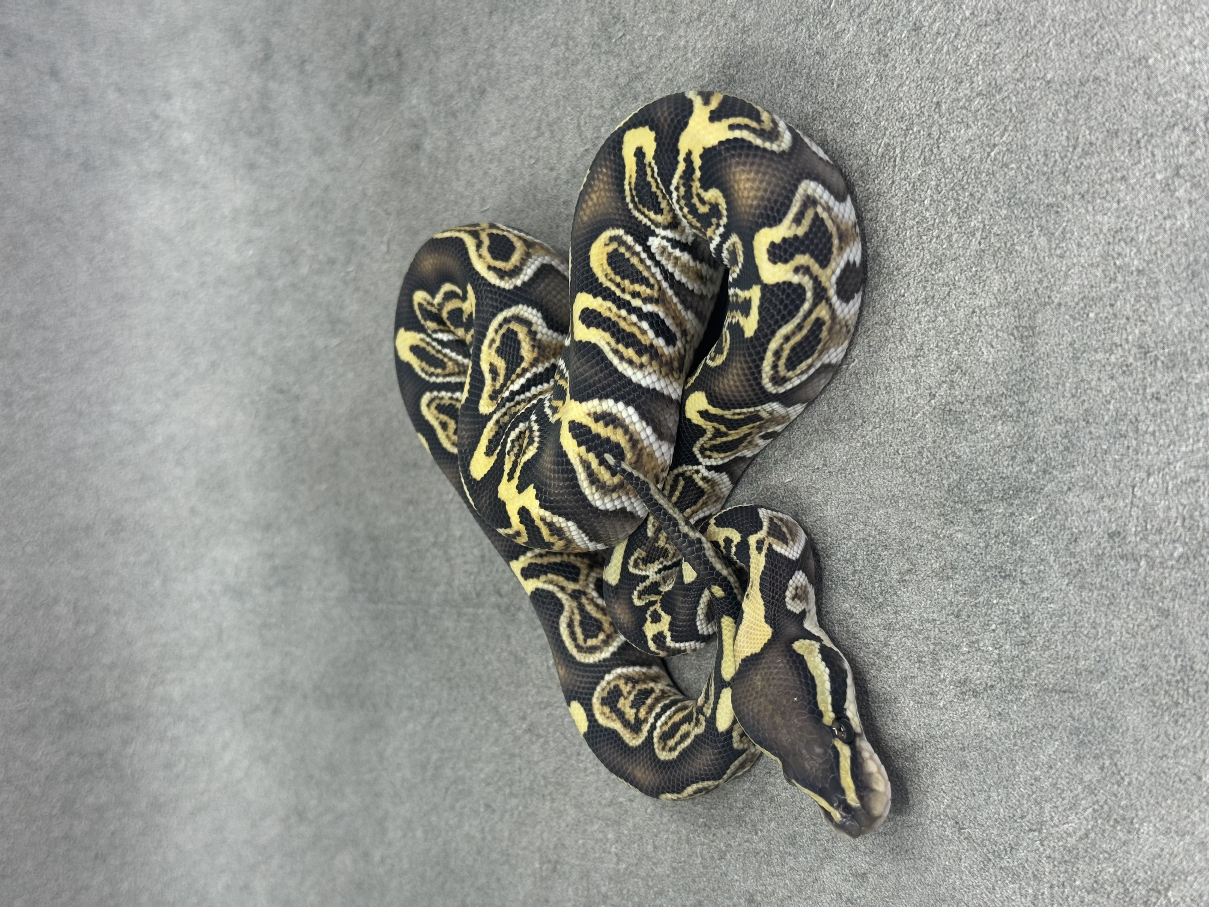 Ghi Special Desert Ghost 50% Het Piebald 4