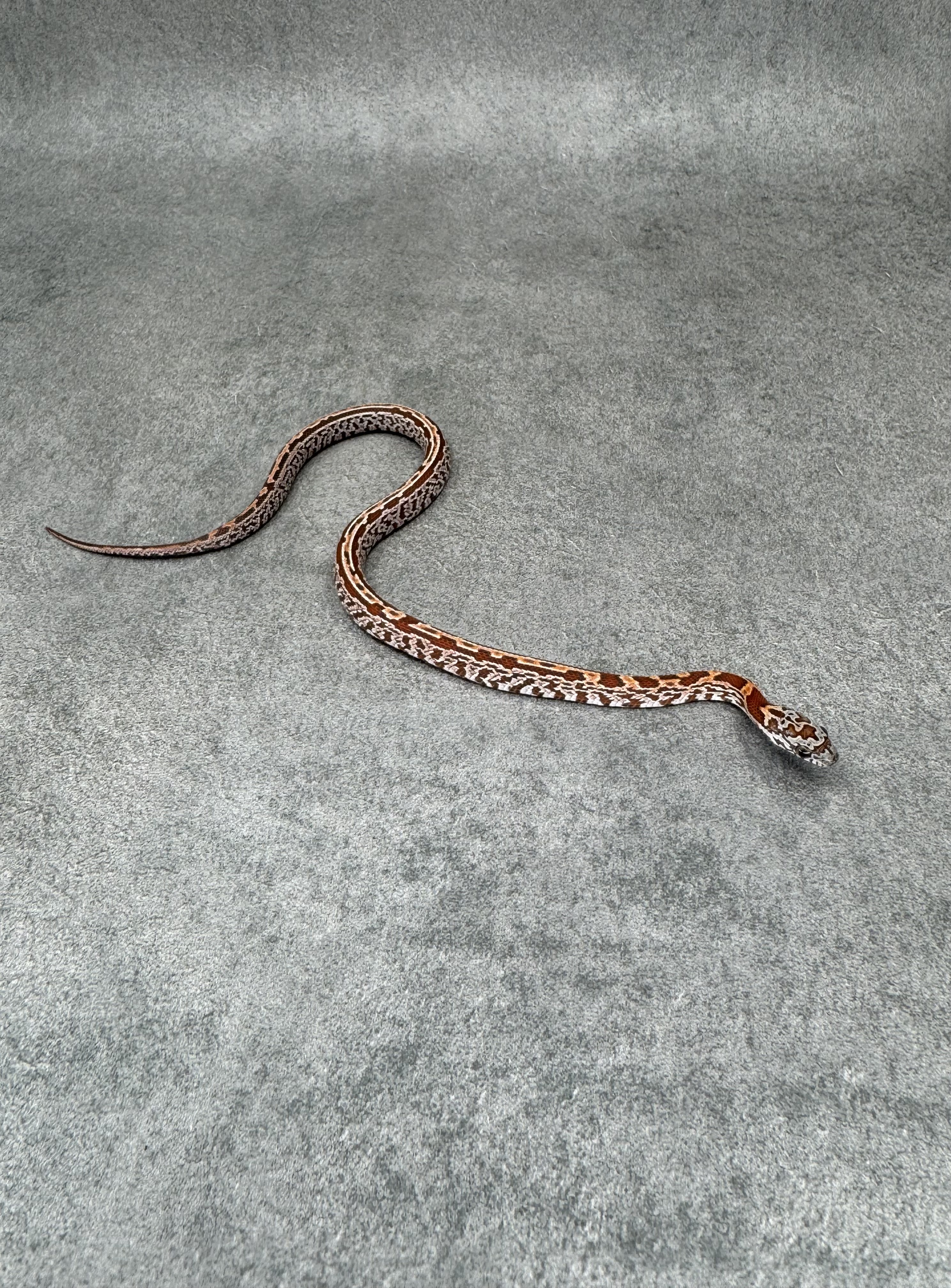 Tessera Sunkissed