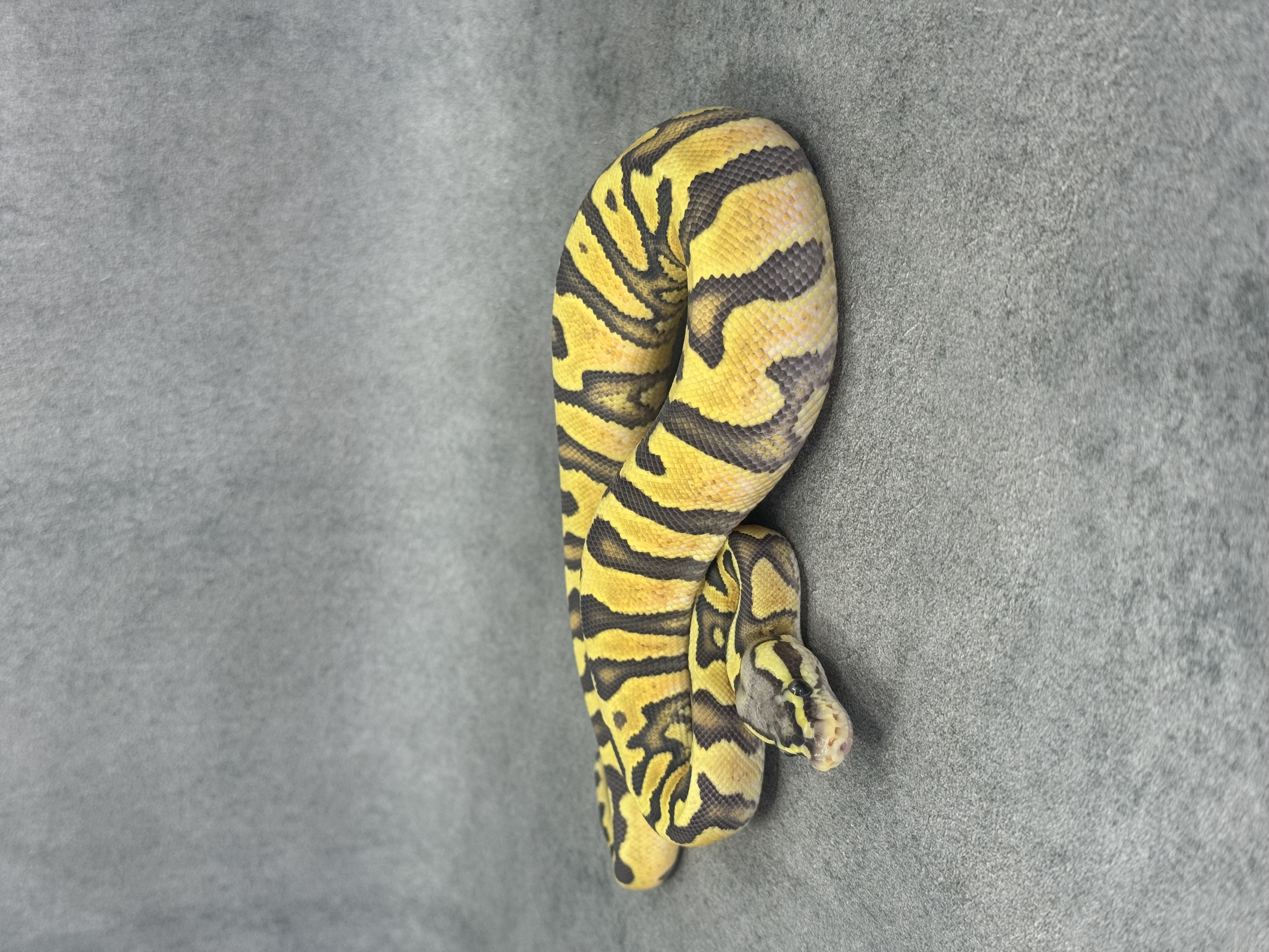 Jaguar Pastel Enchi Hypo 3