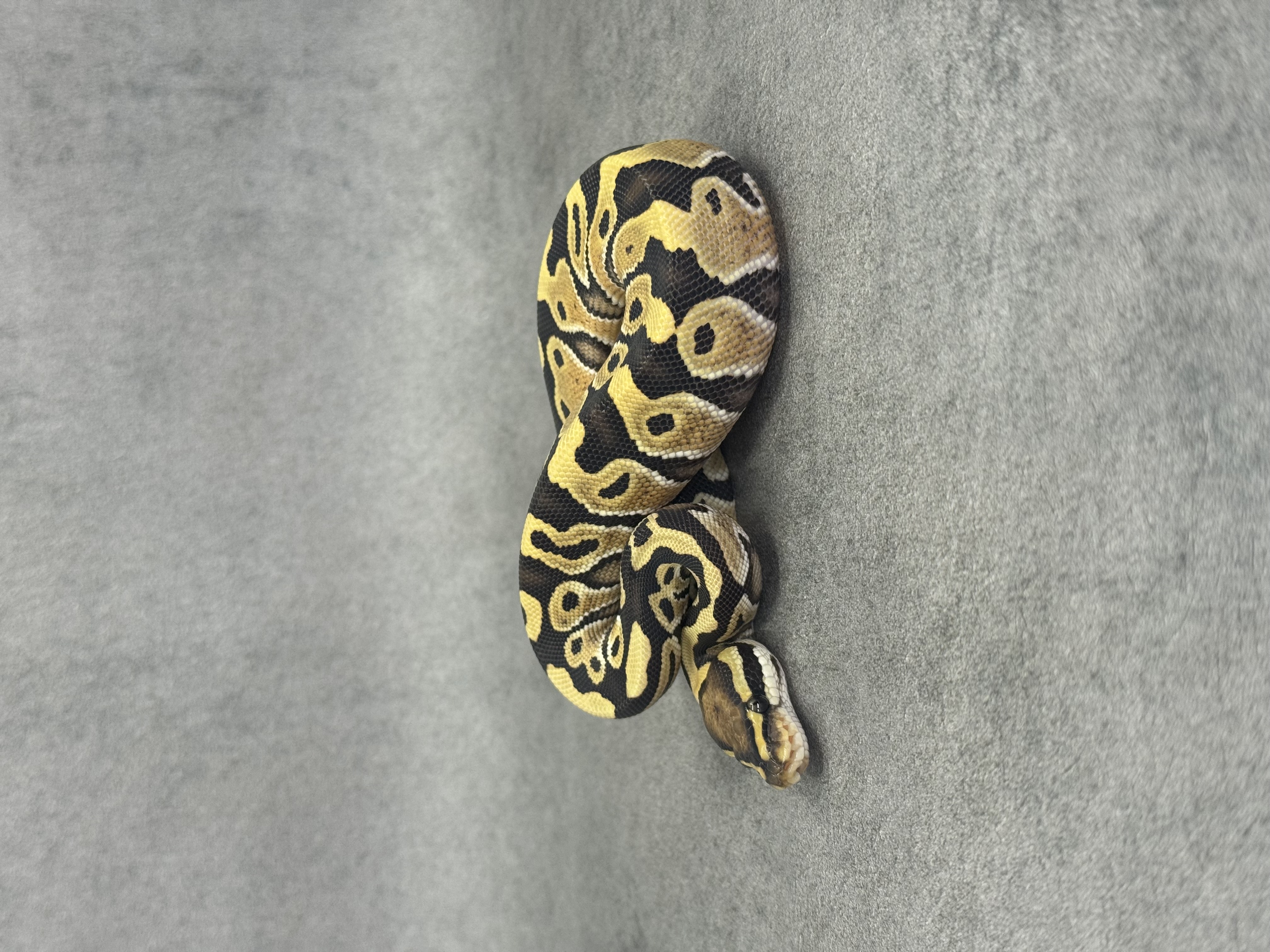Special Desert Ghost 50% Het Piebald