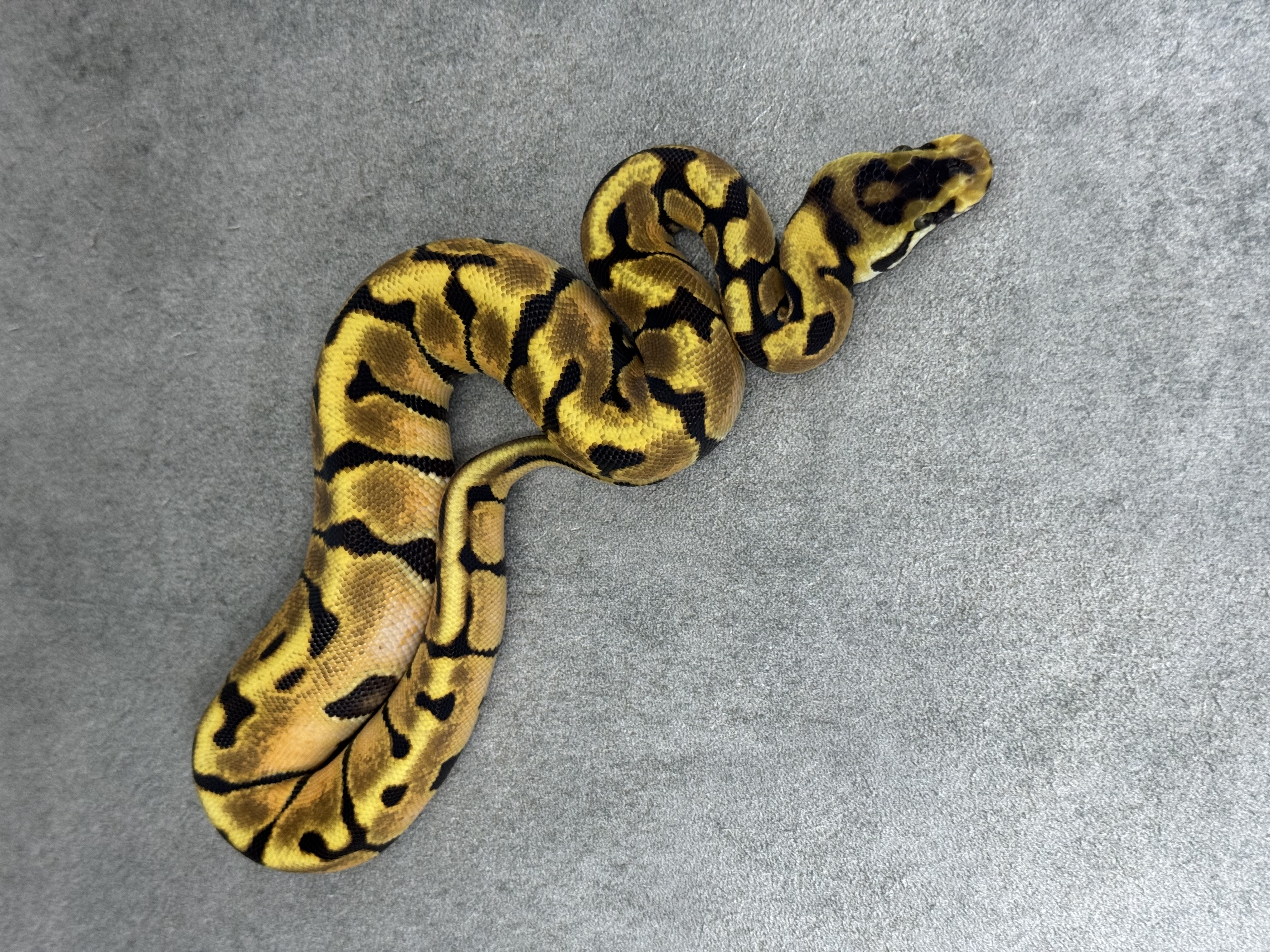 Fire Enchi Spotnose Het Clown 5