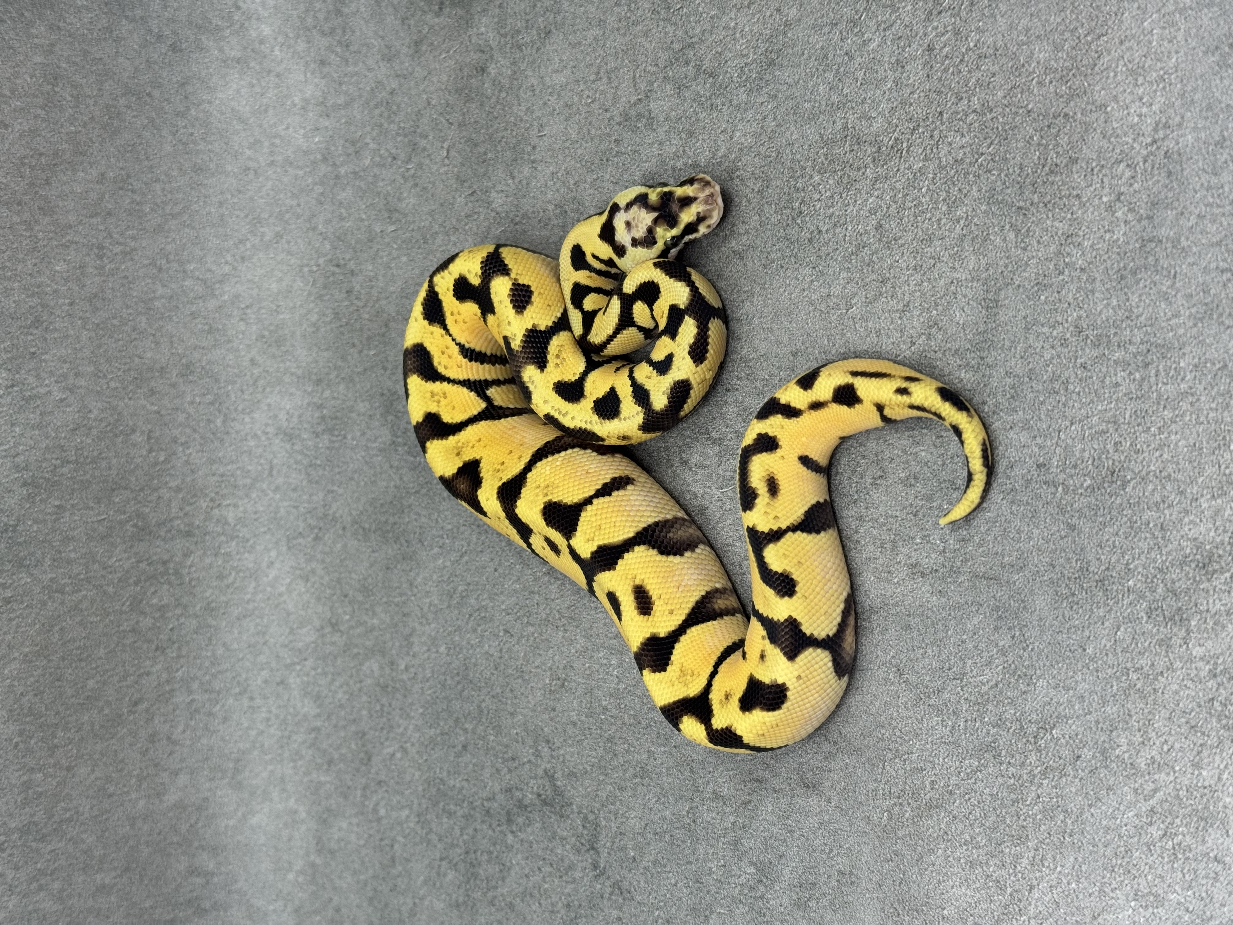 Pastel Enchi Spotnose Fire Het Clown 3