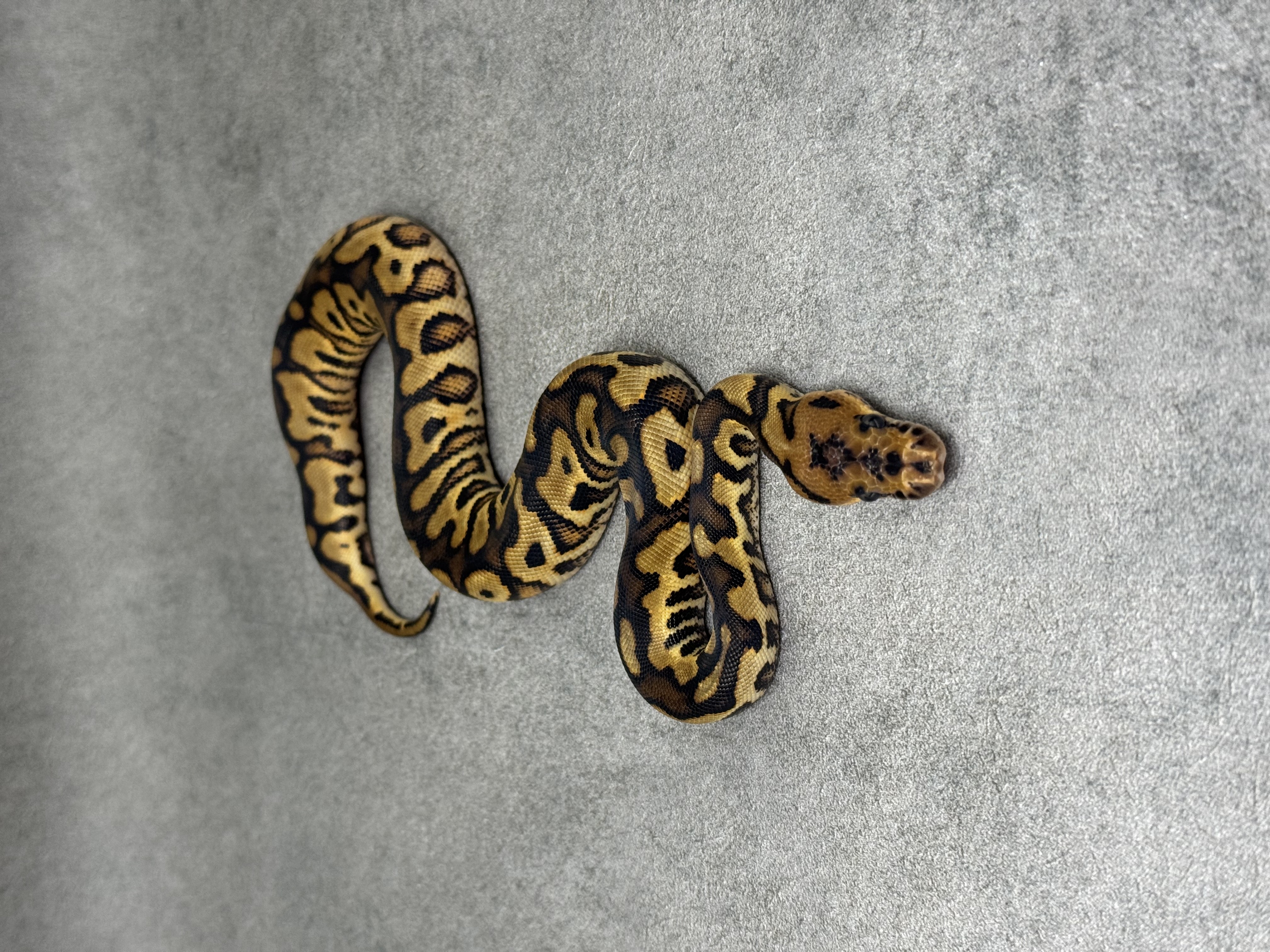 Red Stripe Yellow Belly Clown 4