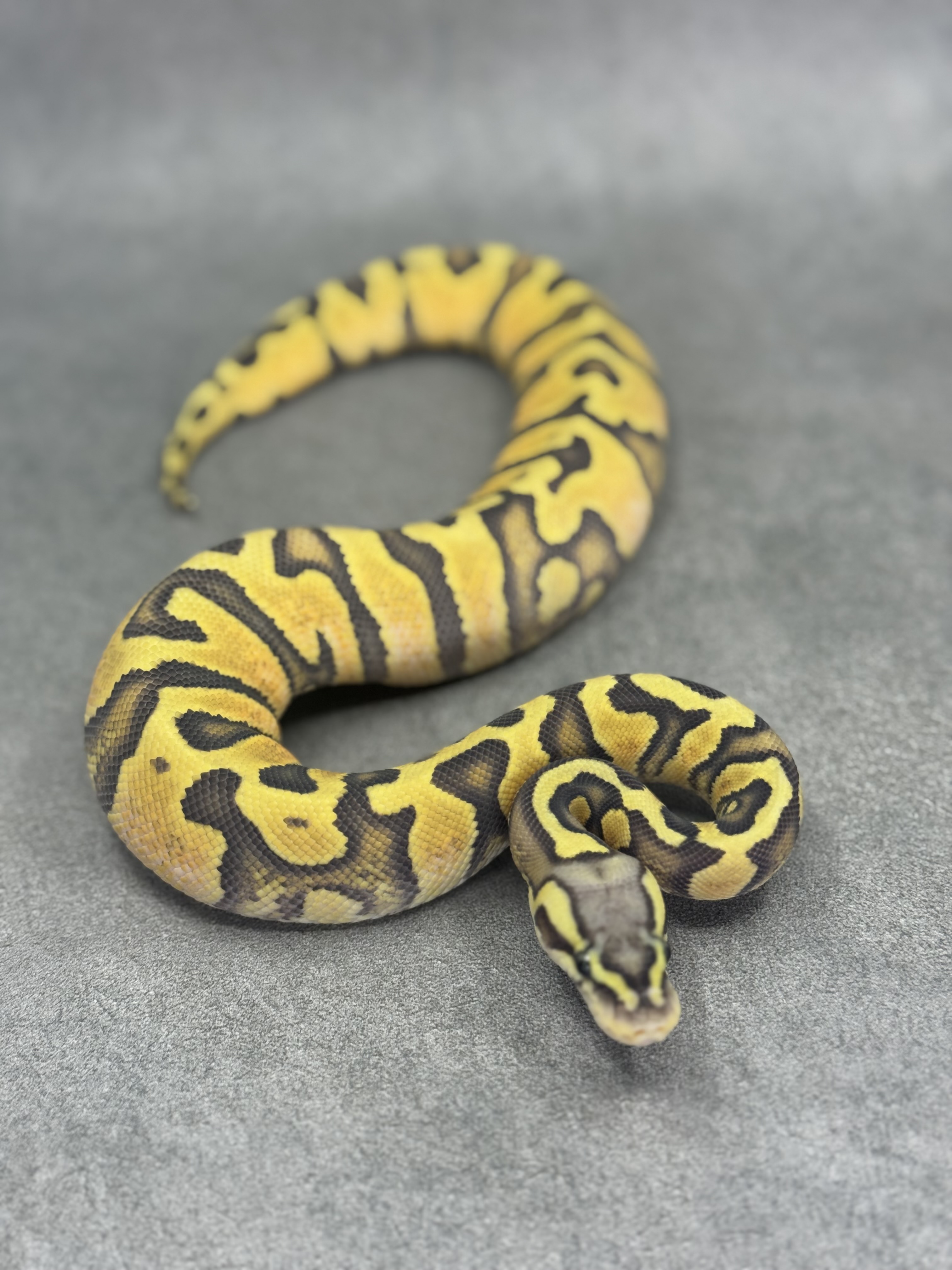 Jaguar Pastel Enchi Hypo 5