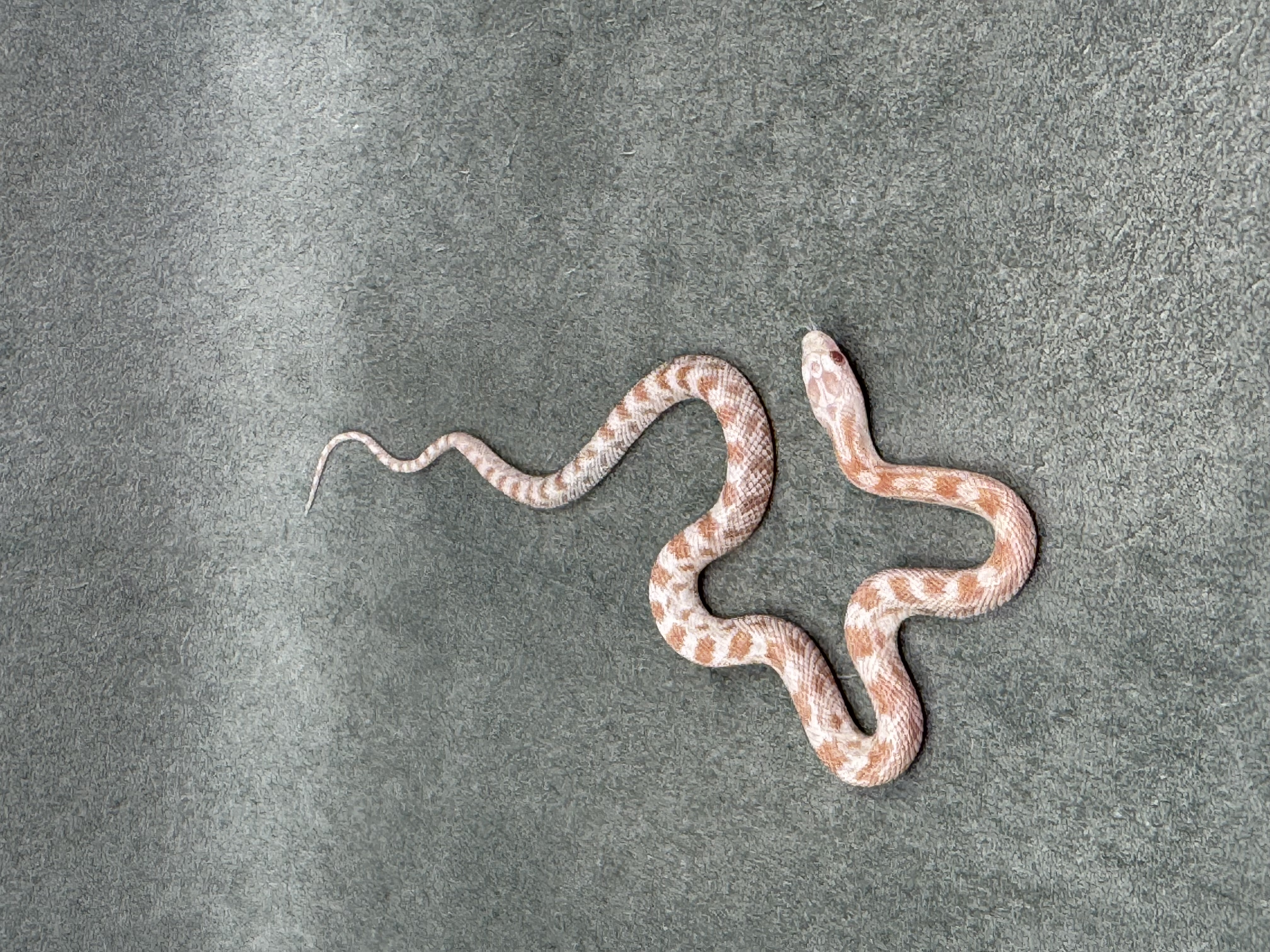 Pepermint Het Dilute Motley 5