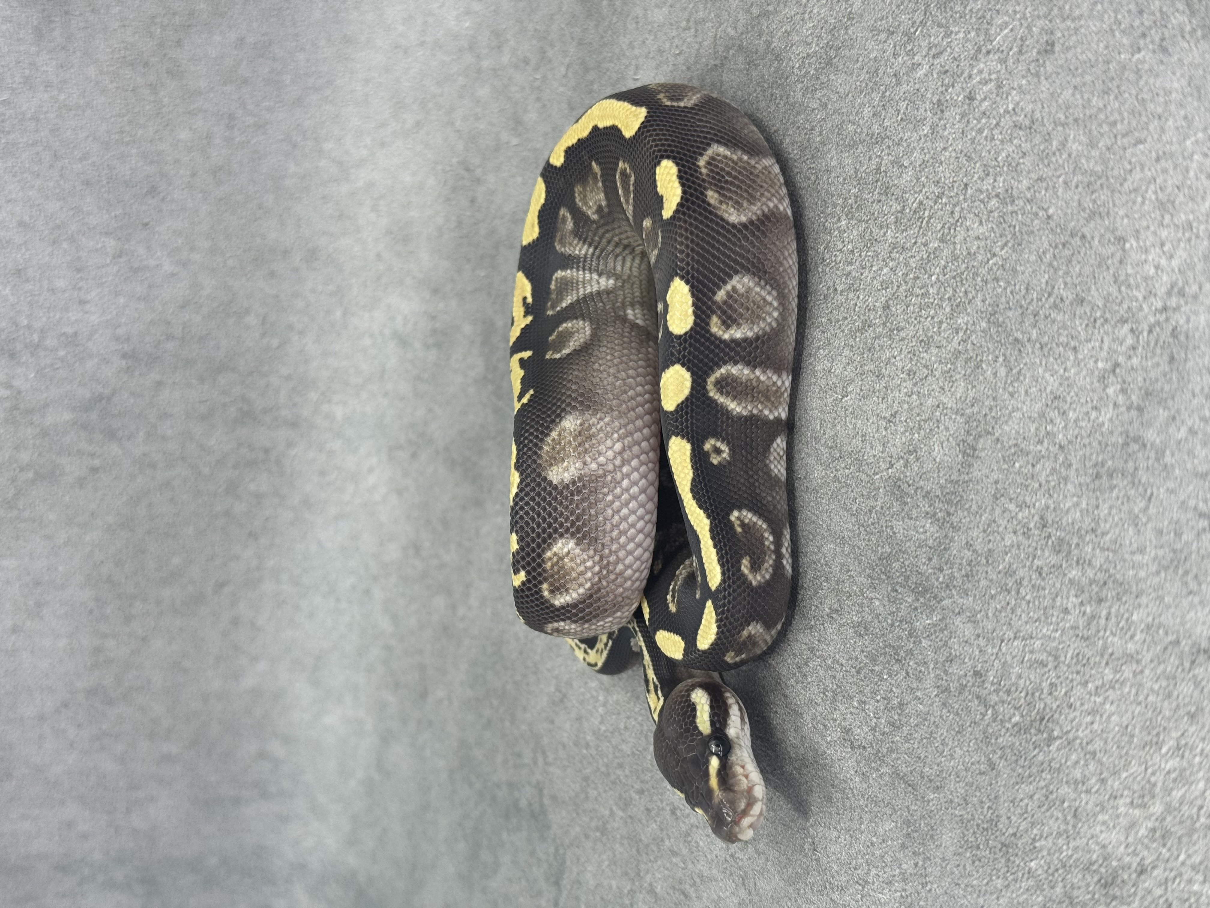 Ghi Mojave Het Desert Ghost 3