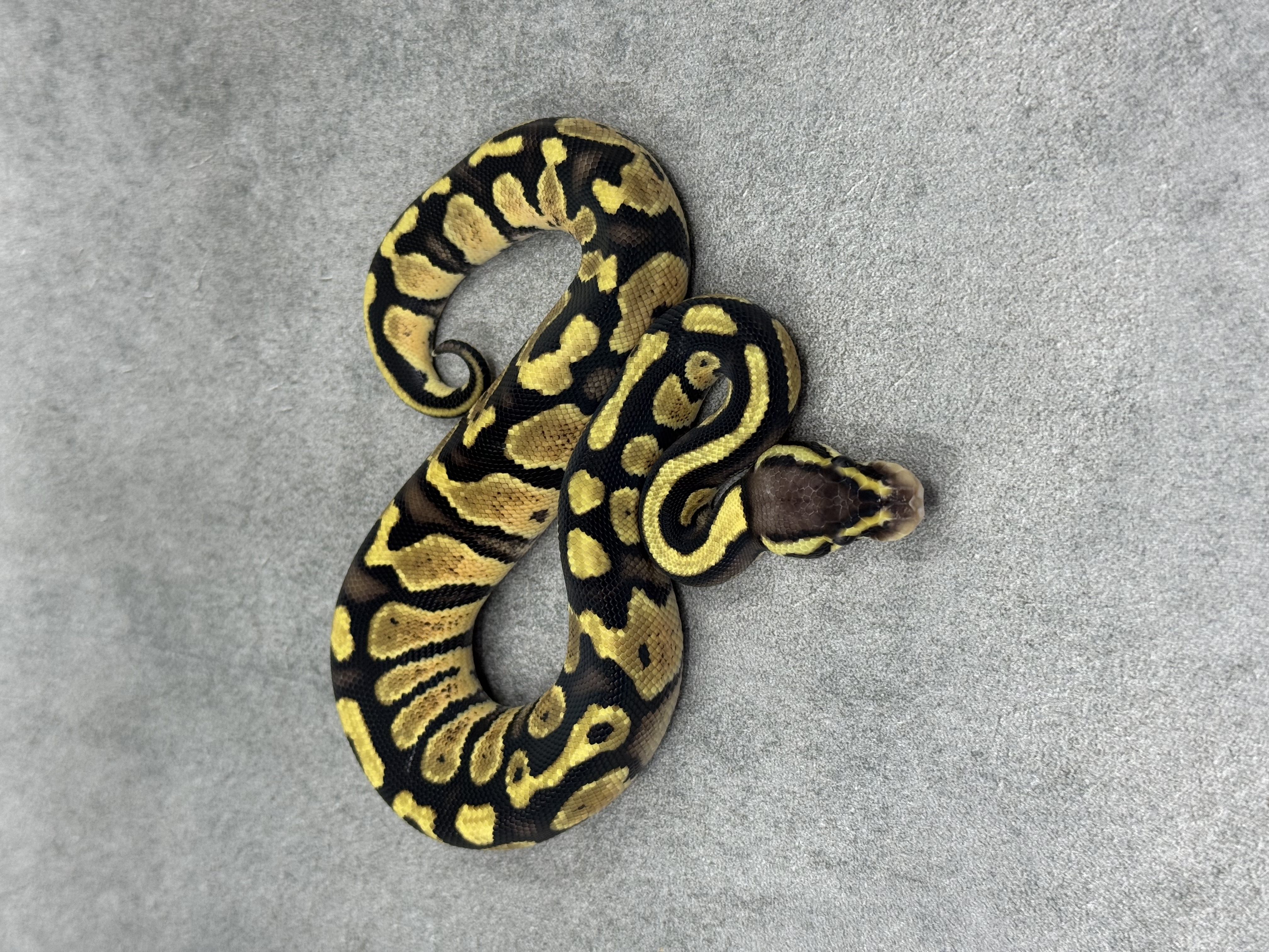 Pastel Panther Het Piebald