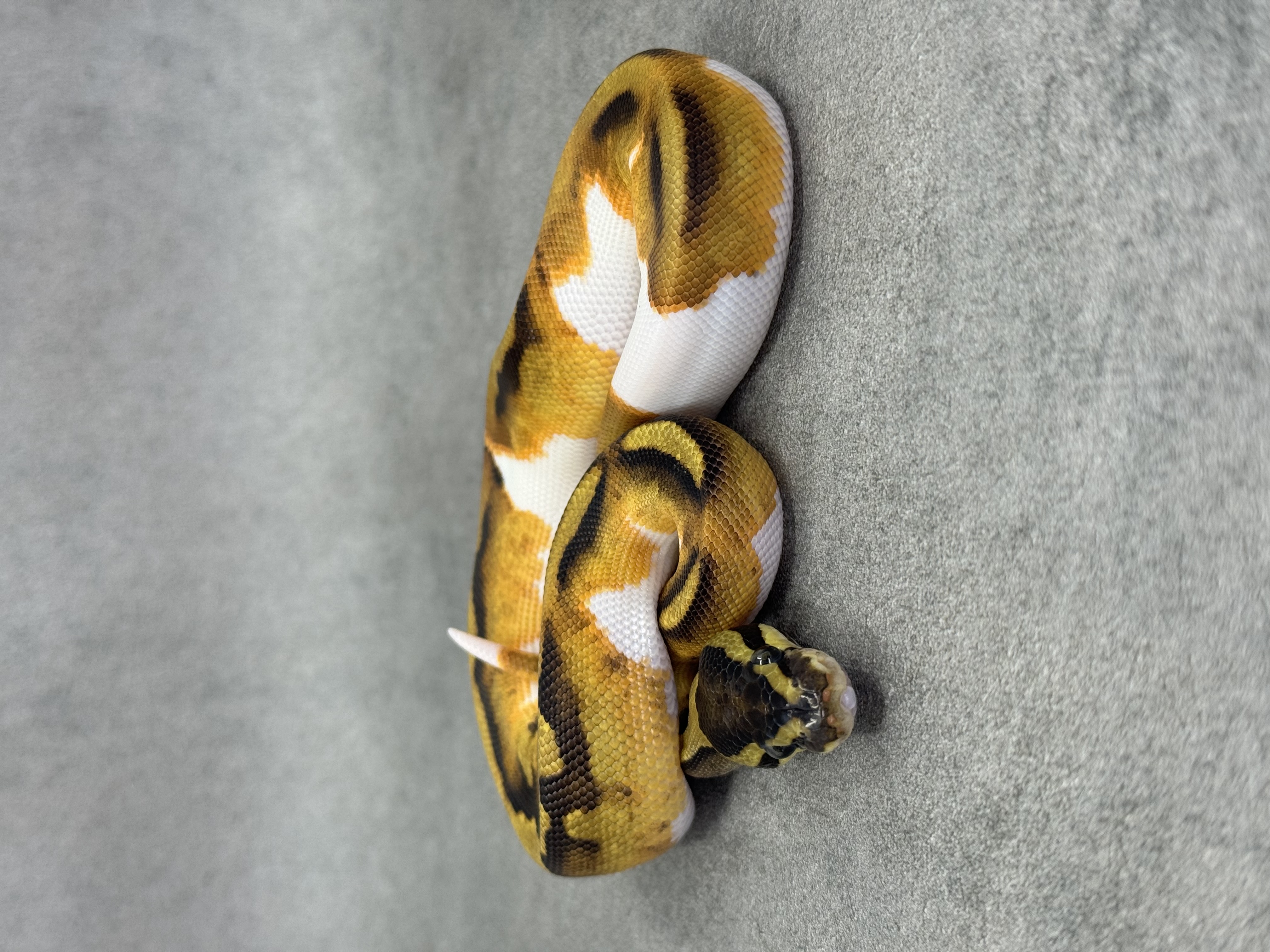 Ghi Enchi Piebald Het Hypo 2