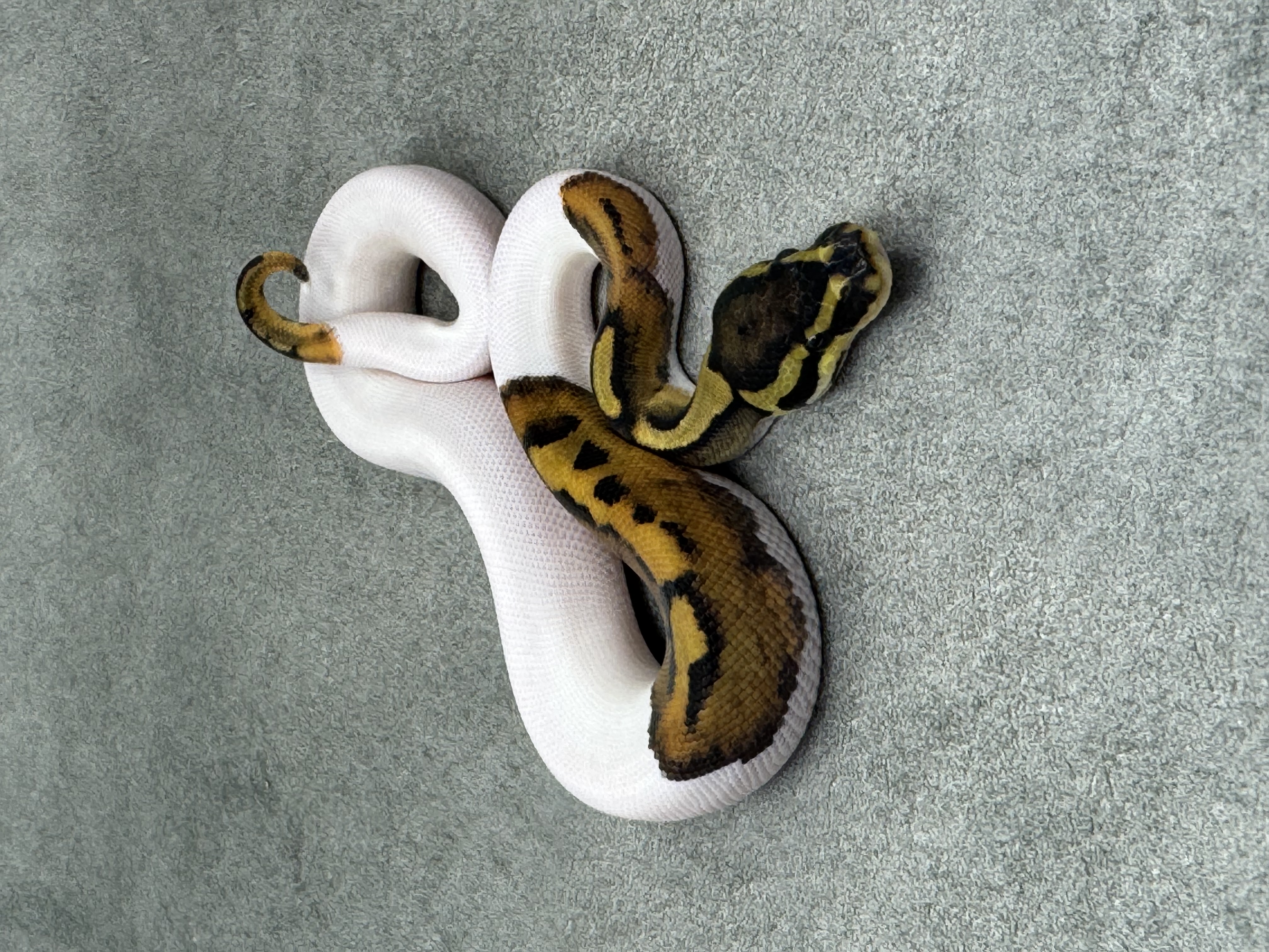 Leopard Piebald 4