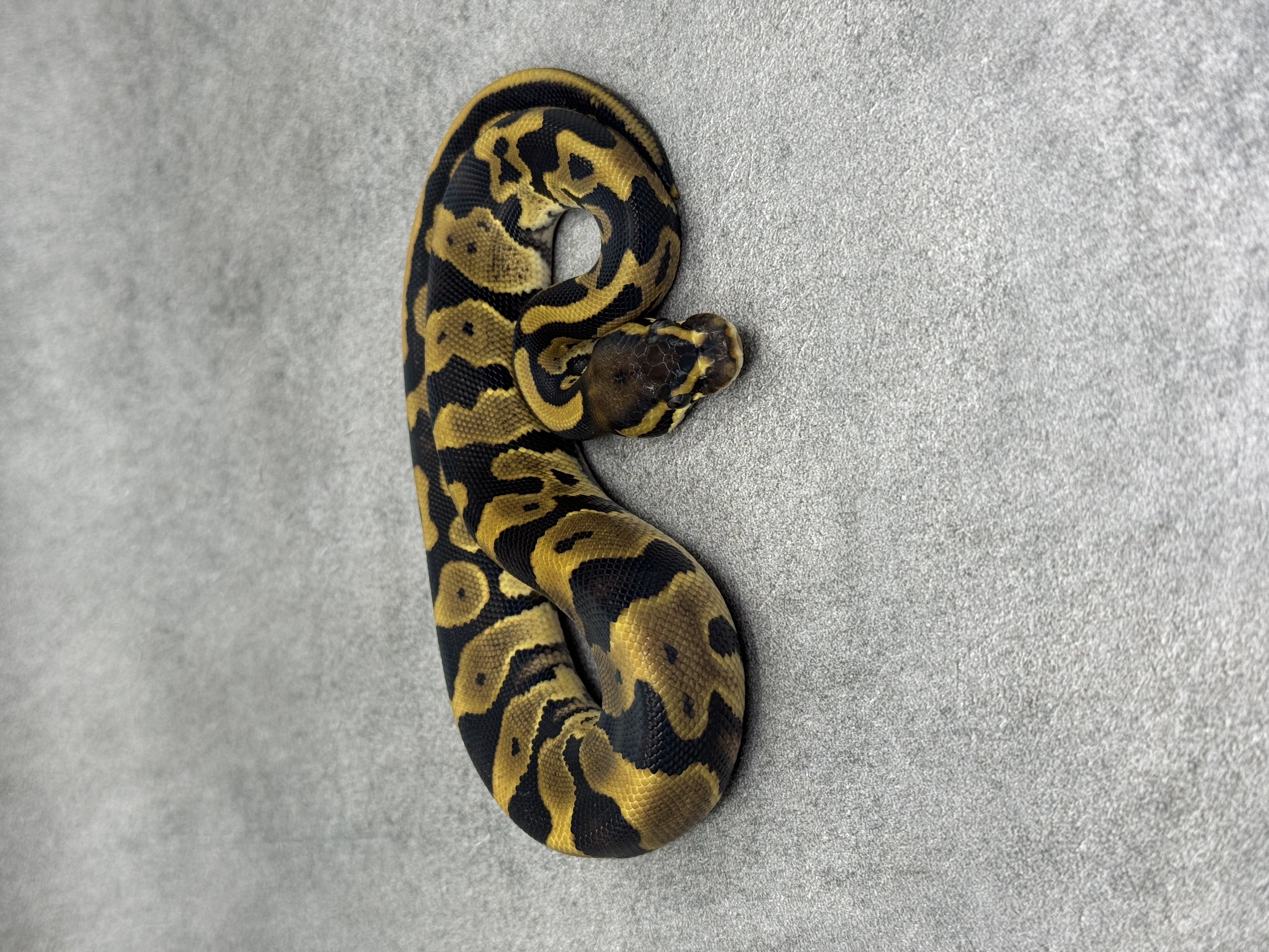 Panther Leopard Het Piebald
