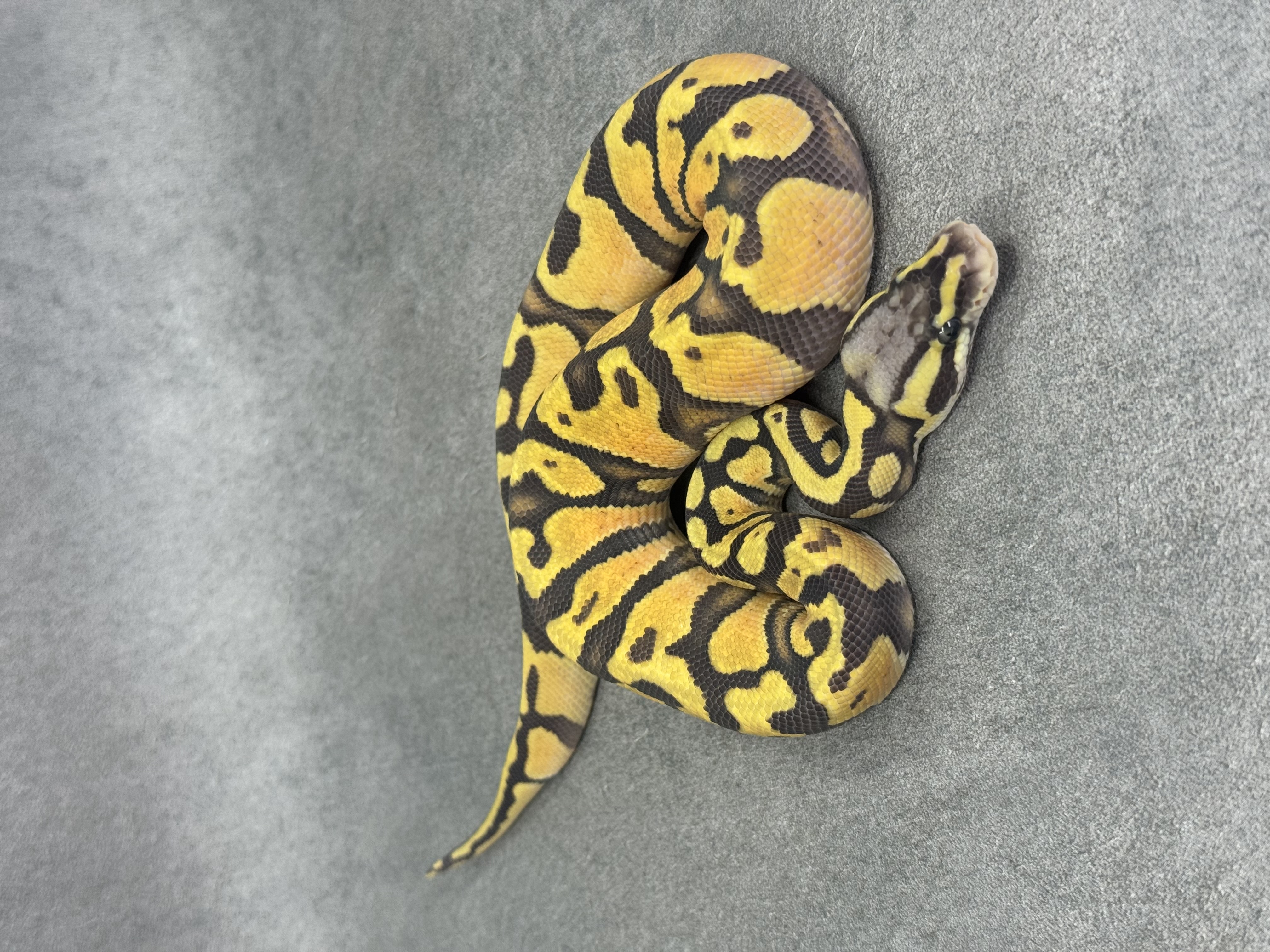 Pastel Jaguar Hypo Poss Enchi 3