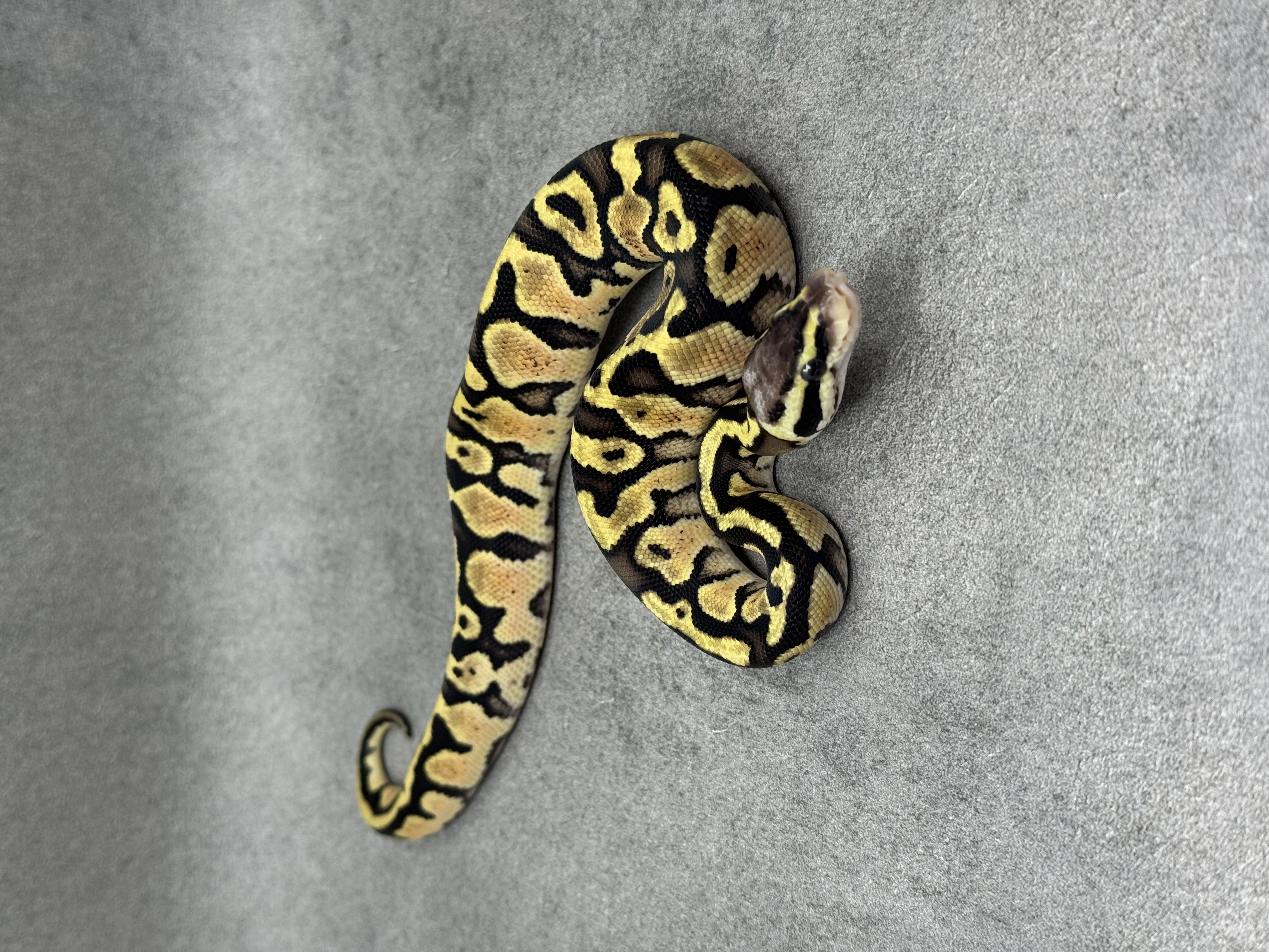 Pastel Het Piebald
