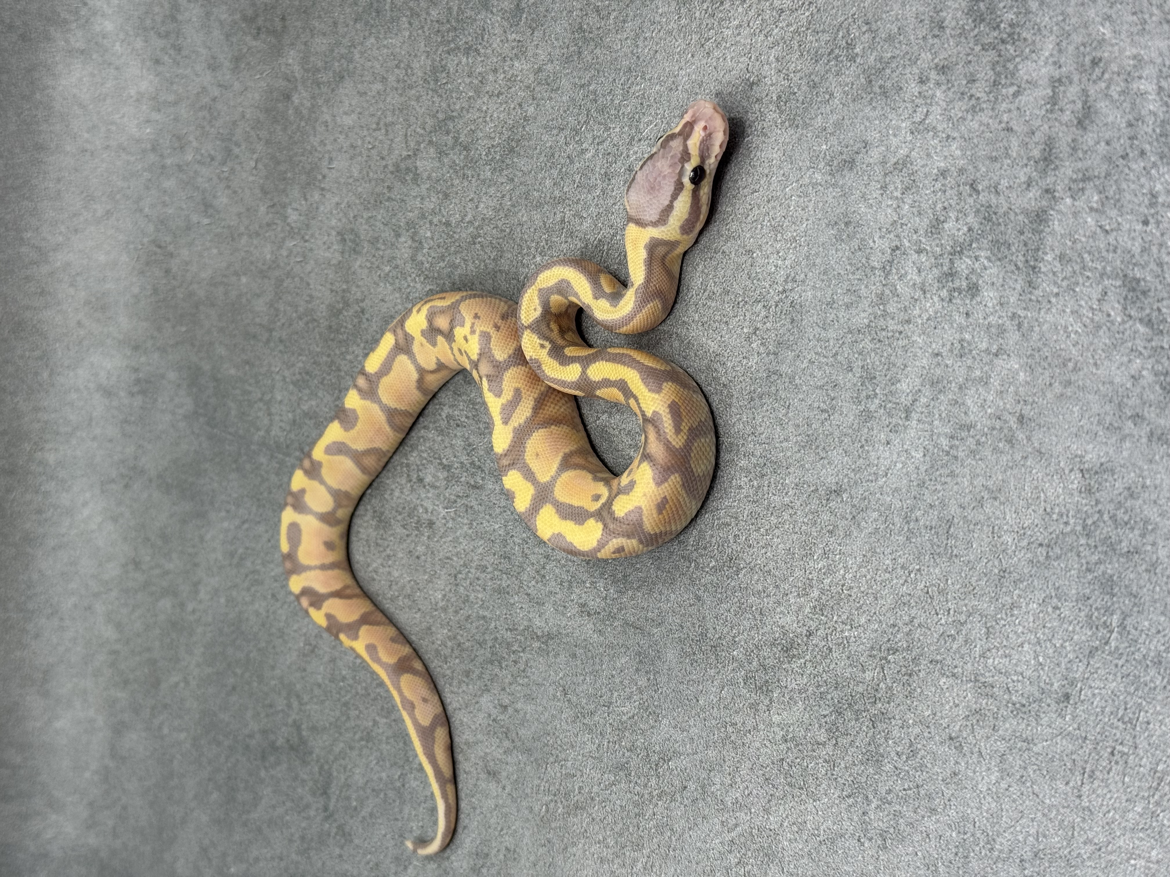 Chocolate Banana Pastel Het Clown 4