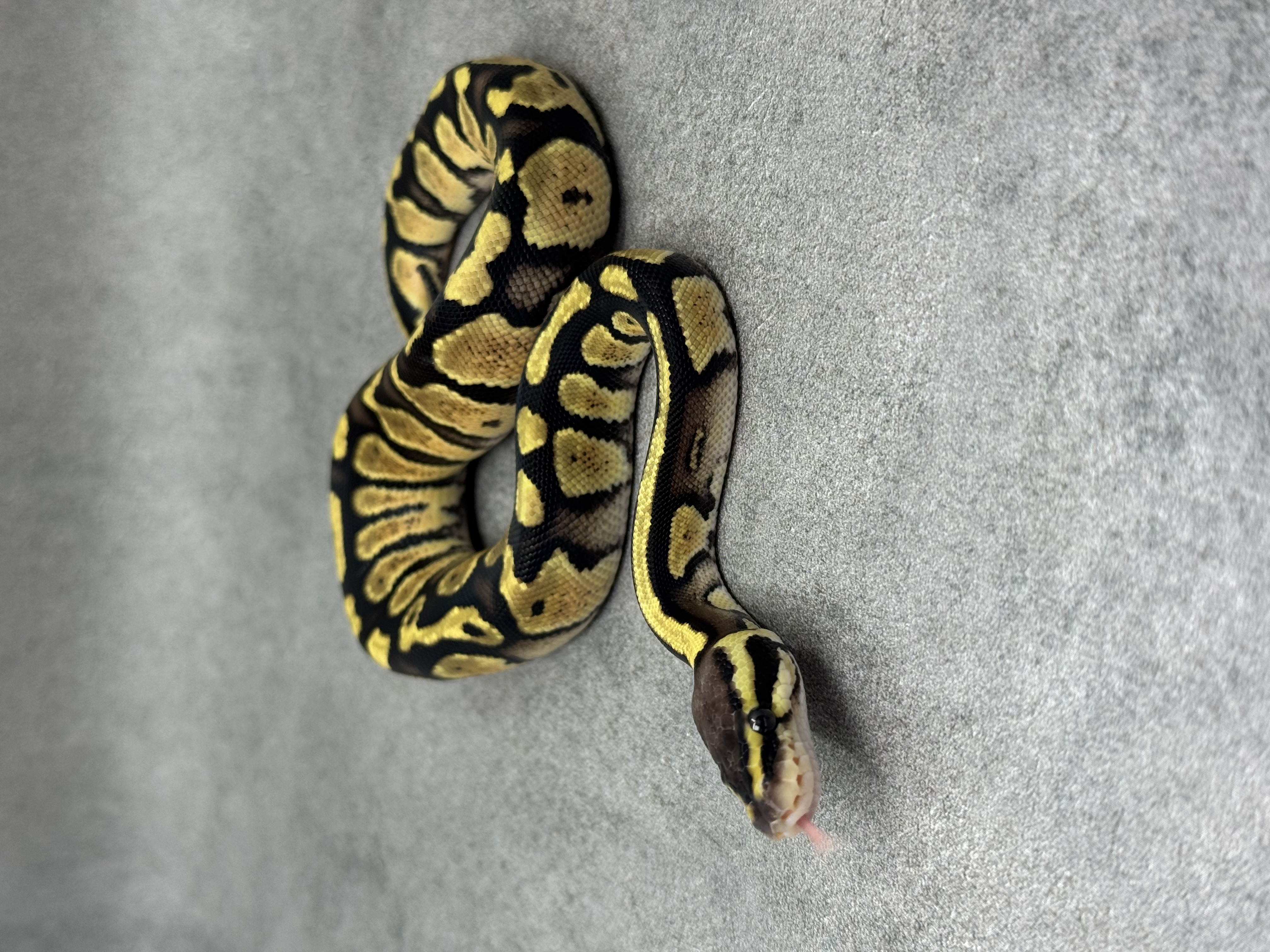 Pastel Panther Het Piebald 2