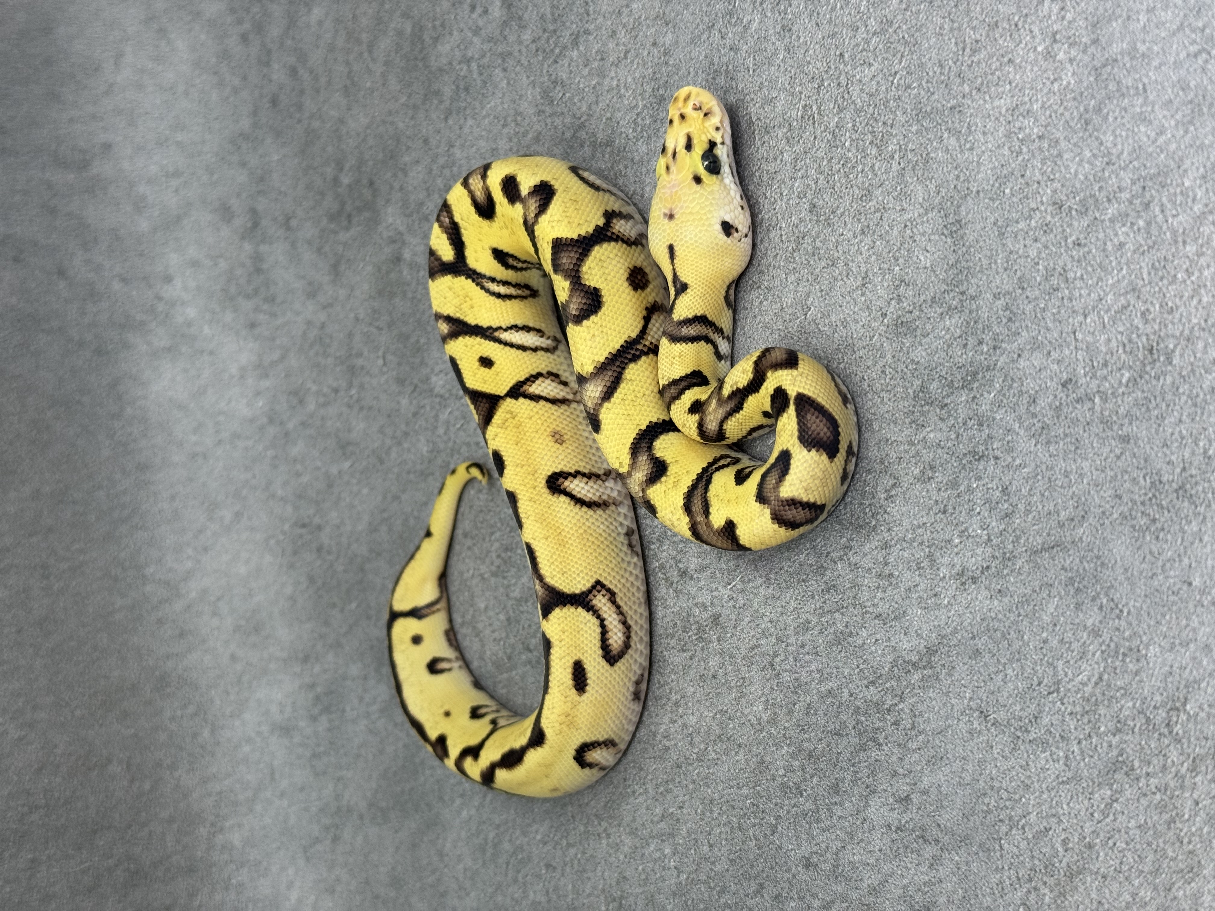 Cypress Enchi Pastel Fire Clown