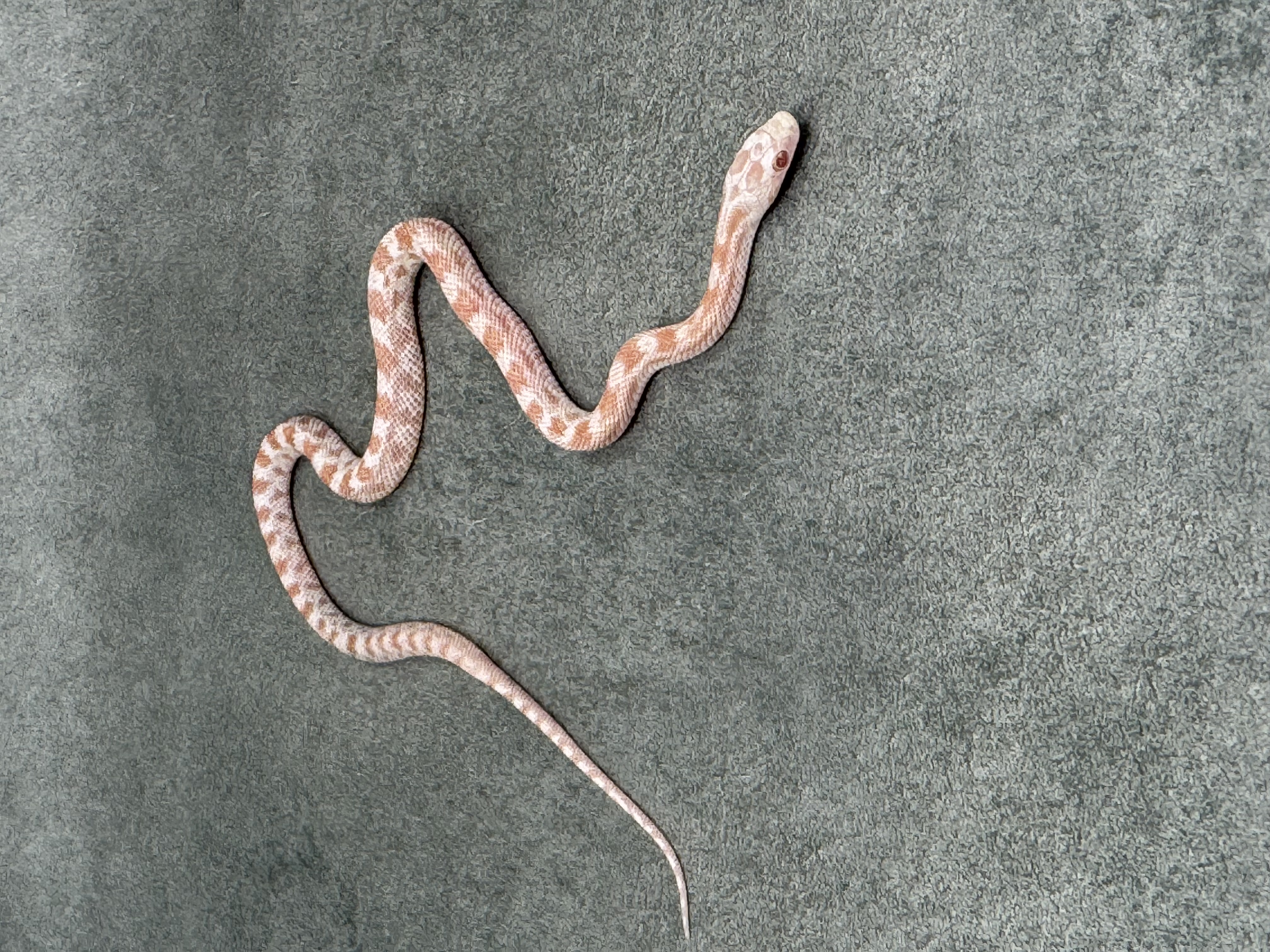 Pepermint Het Dilute Motley