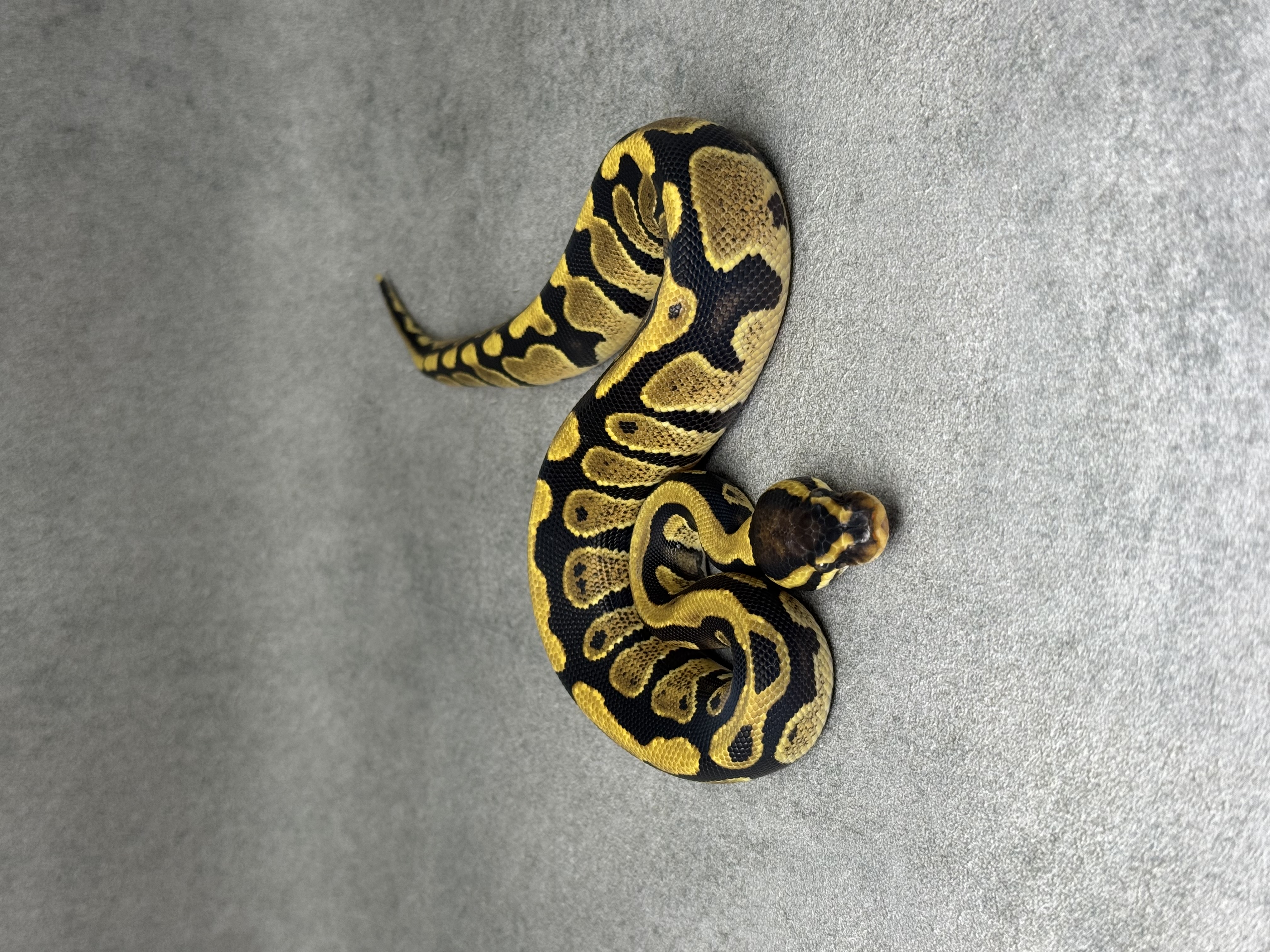 Yellow Belly Het Desert Ghost Het Clown Poss Het Piebald 4