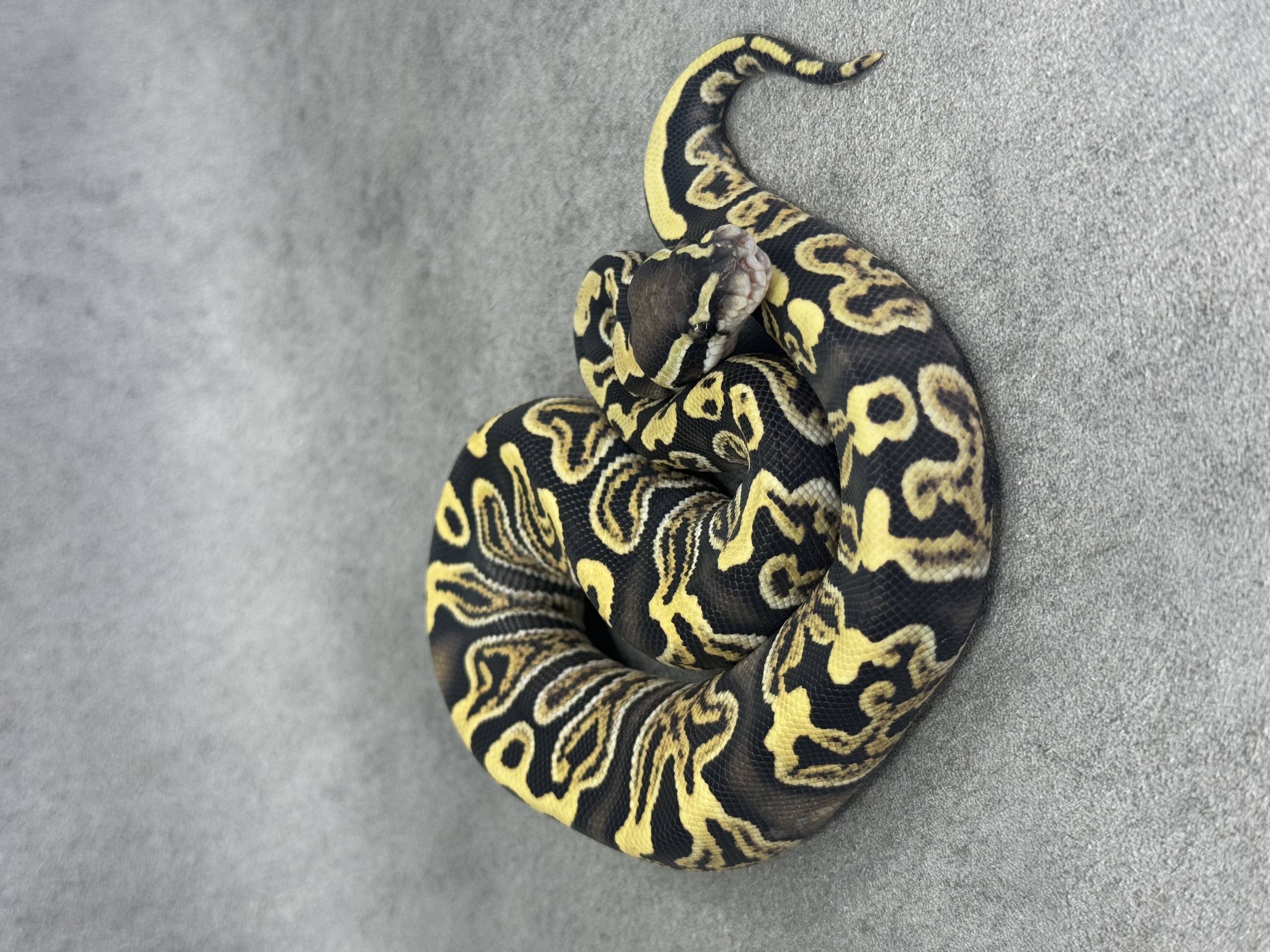 Ghi Special Desert Ghost 50% Het Piebald 3
