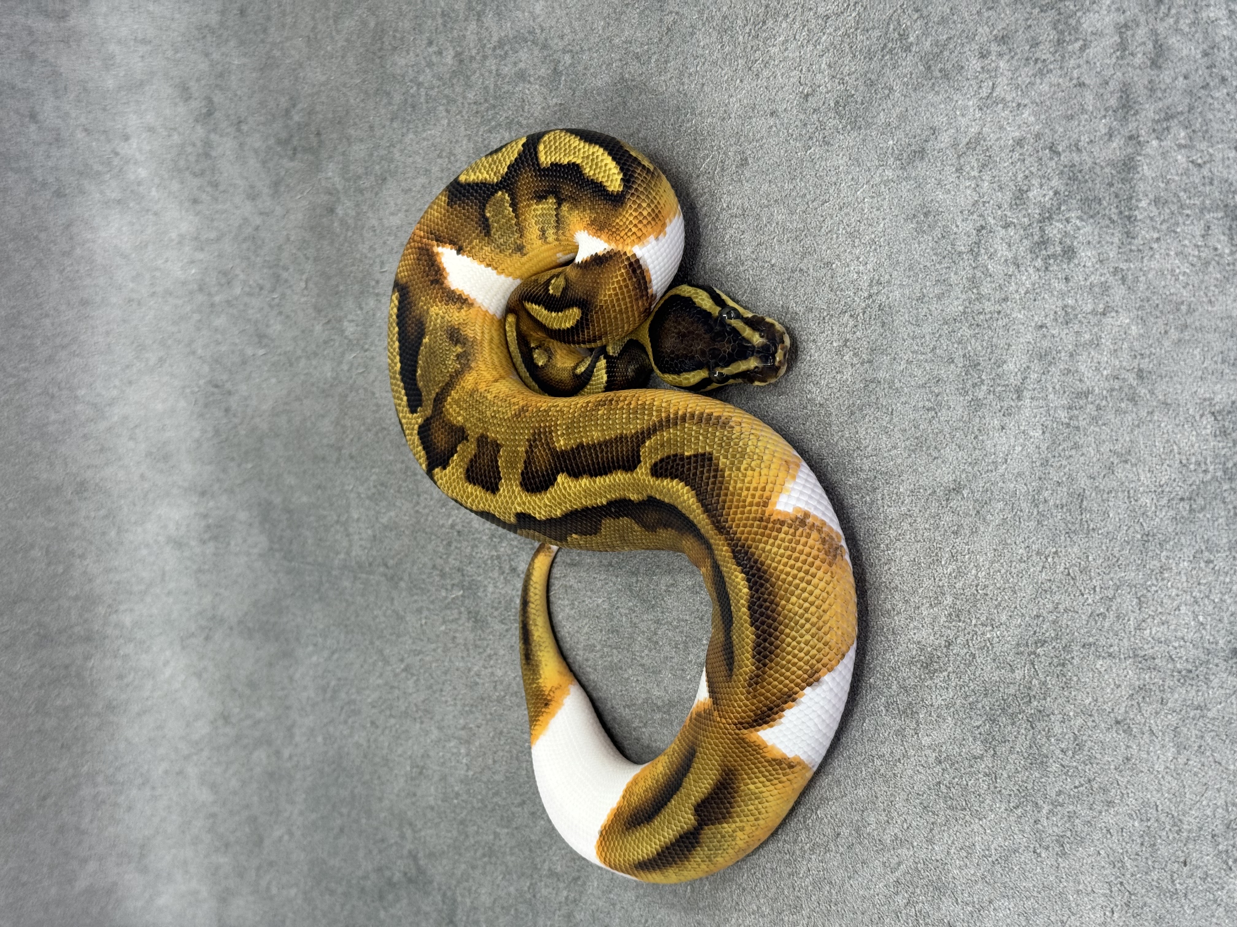 Ghi Enchi Piebald Het Hypo 5
