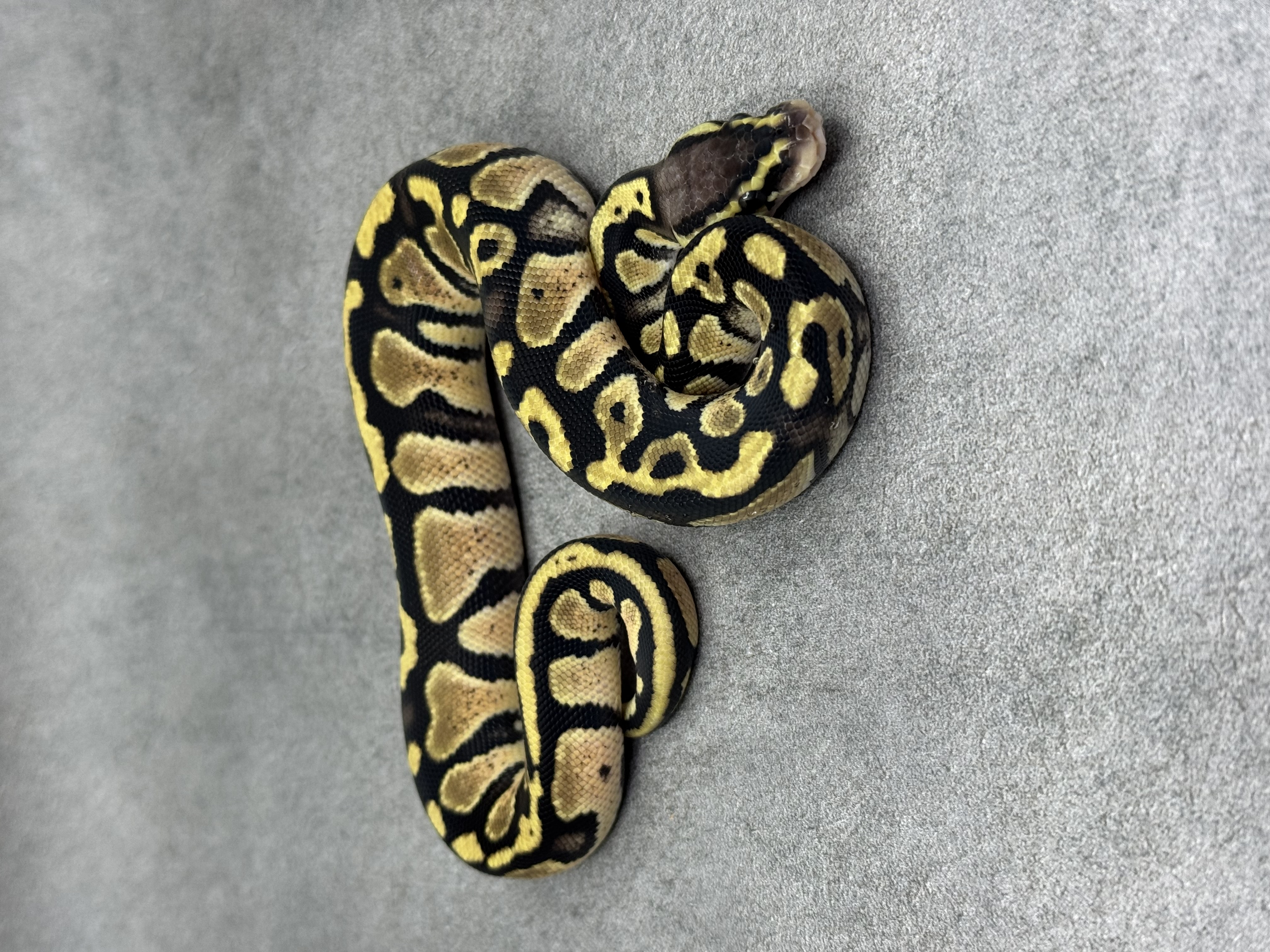 Pastel Panther Het Piebald 2