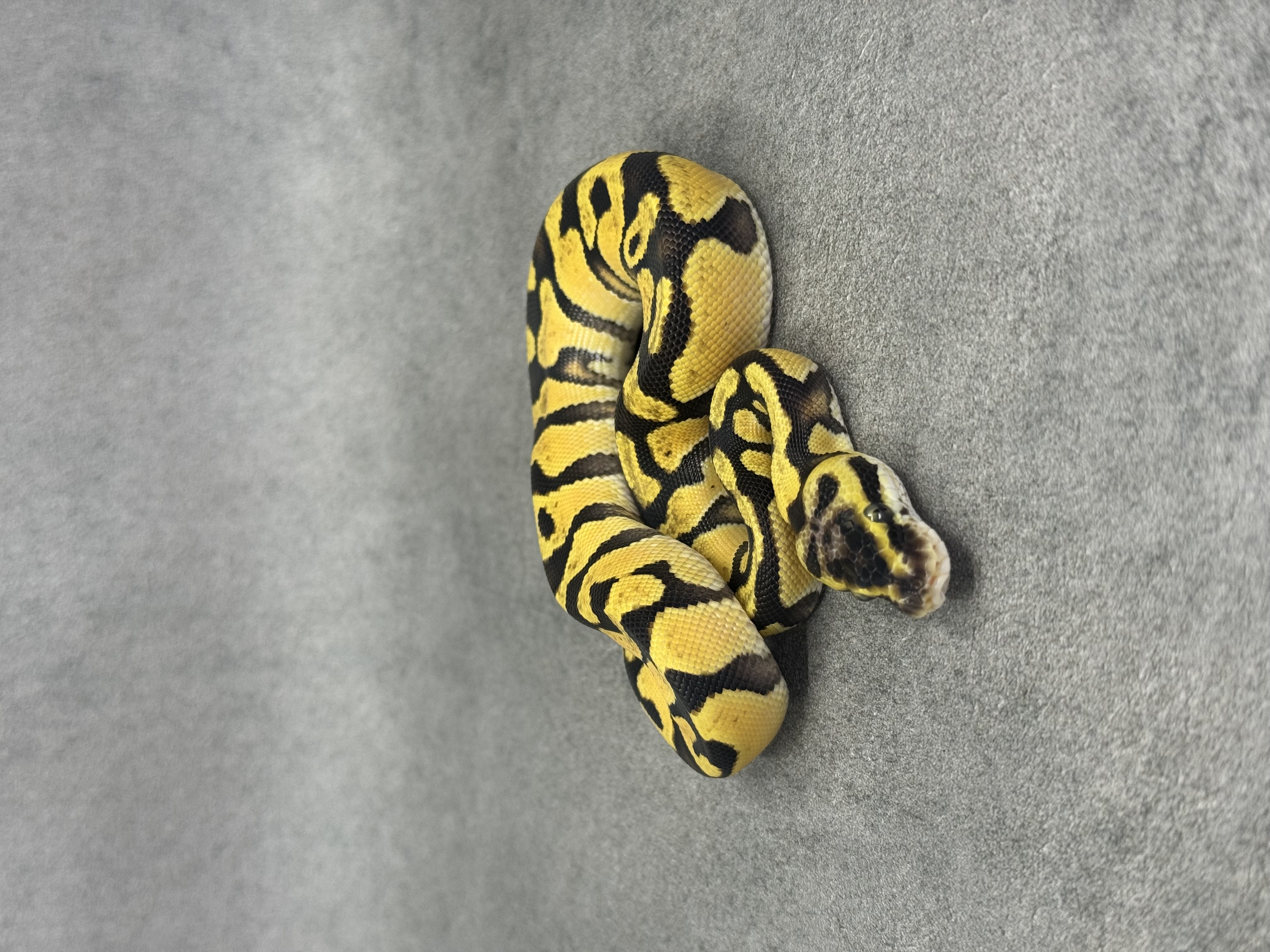 Enchi Orange Dream Het Clown Het Desert Ghost 2