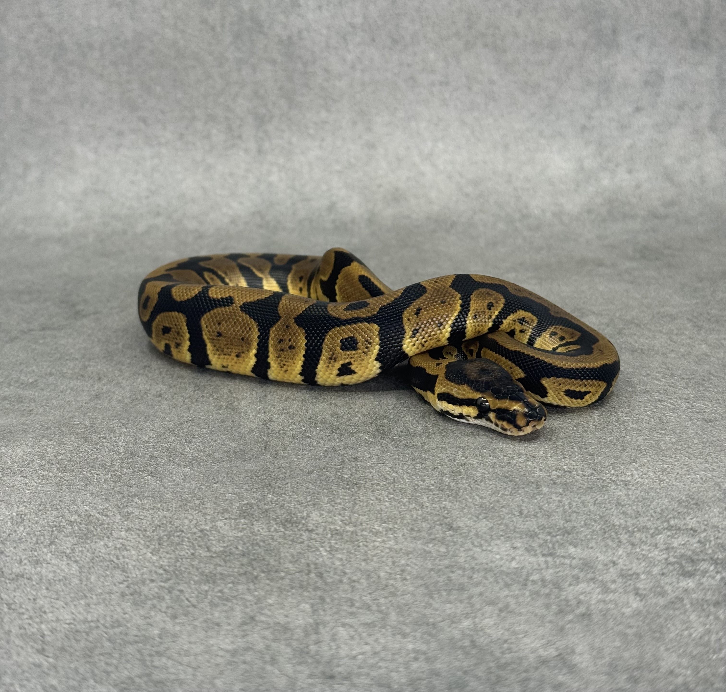Confusion Het Clown Het Desert Ghost 4