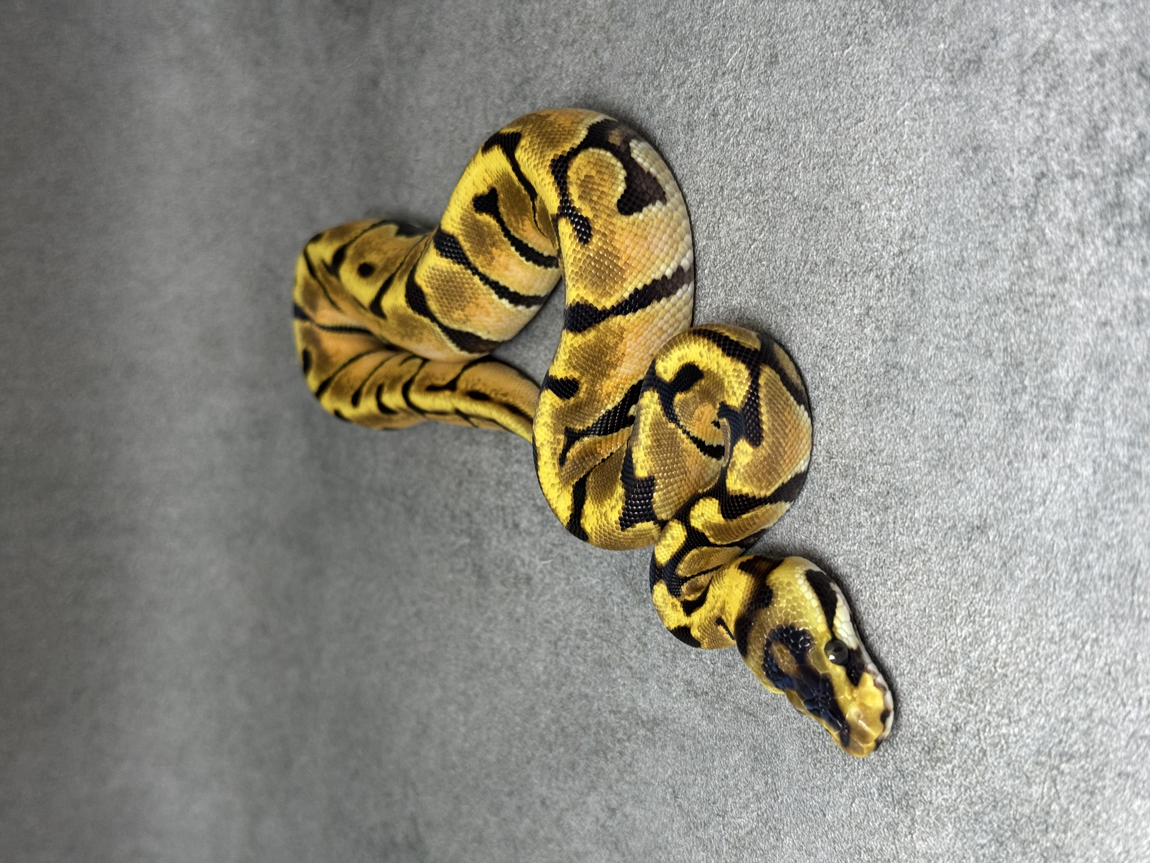 Fire Enchi Spotnose Het Clown 3
