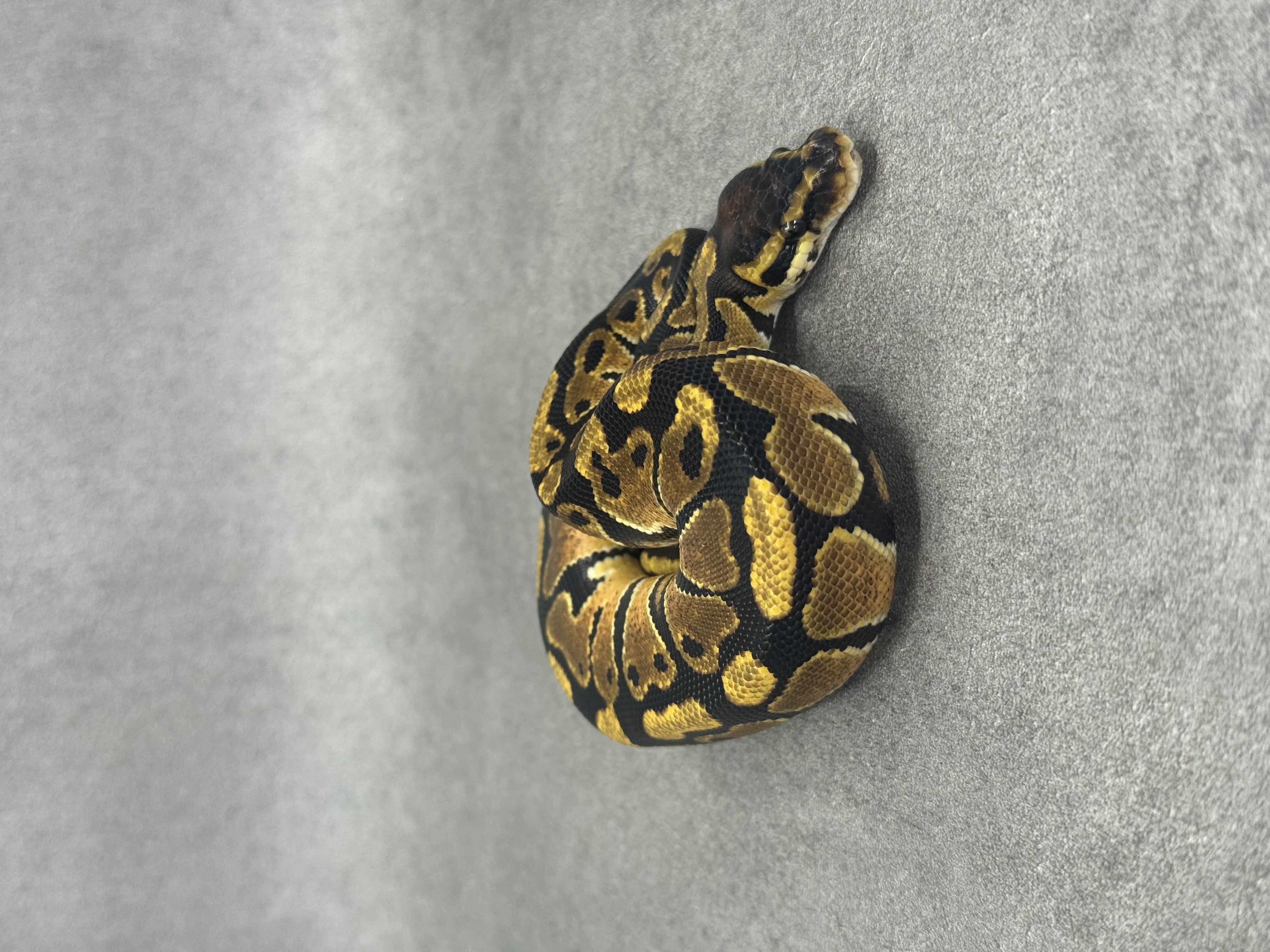Orange Dream Het Clown Het Desert Ghost