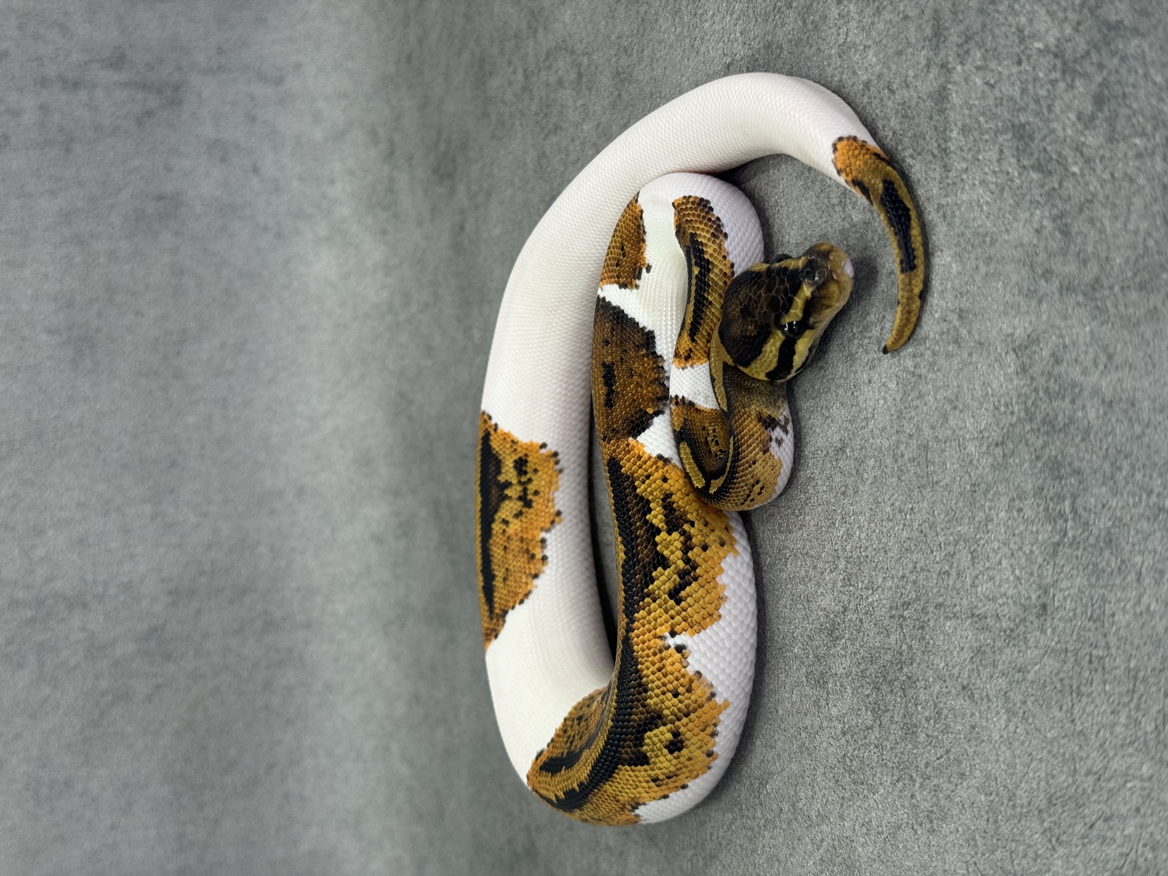 Yellow Belly Piebald Het Desert Ghost 2