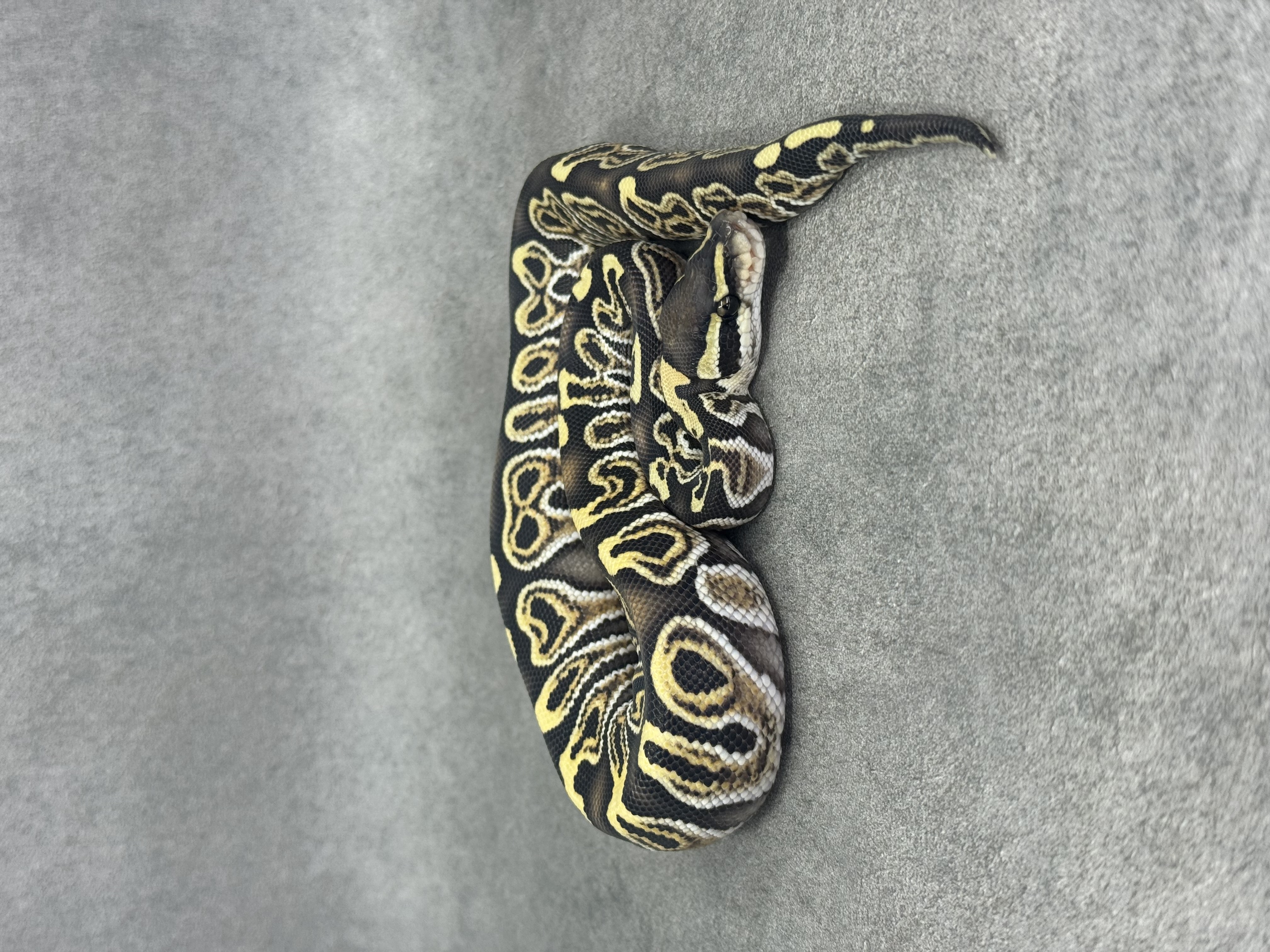 Ghi Special Desert Ghost 50% Het Piebald