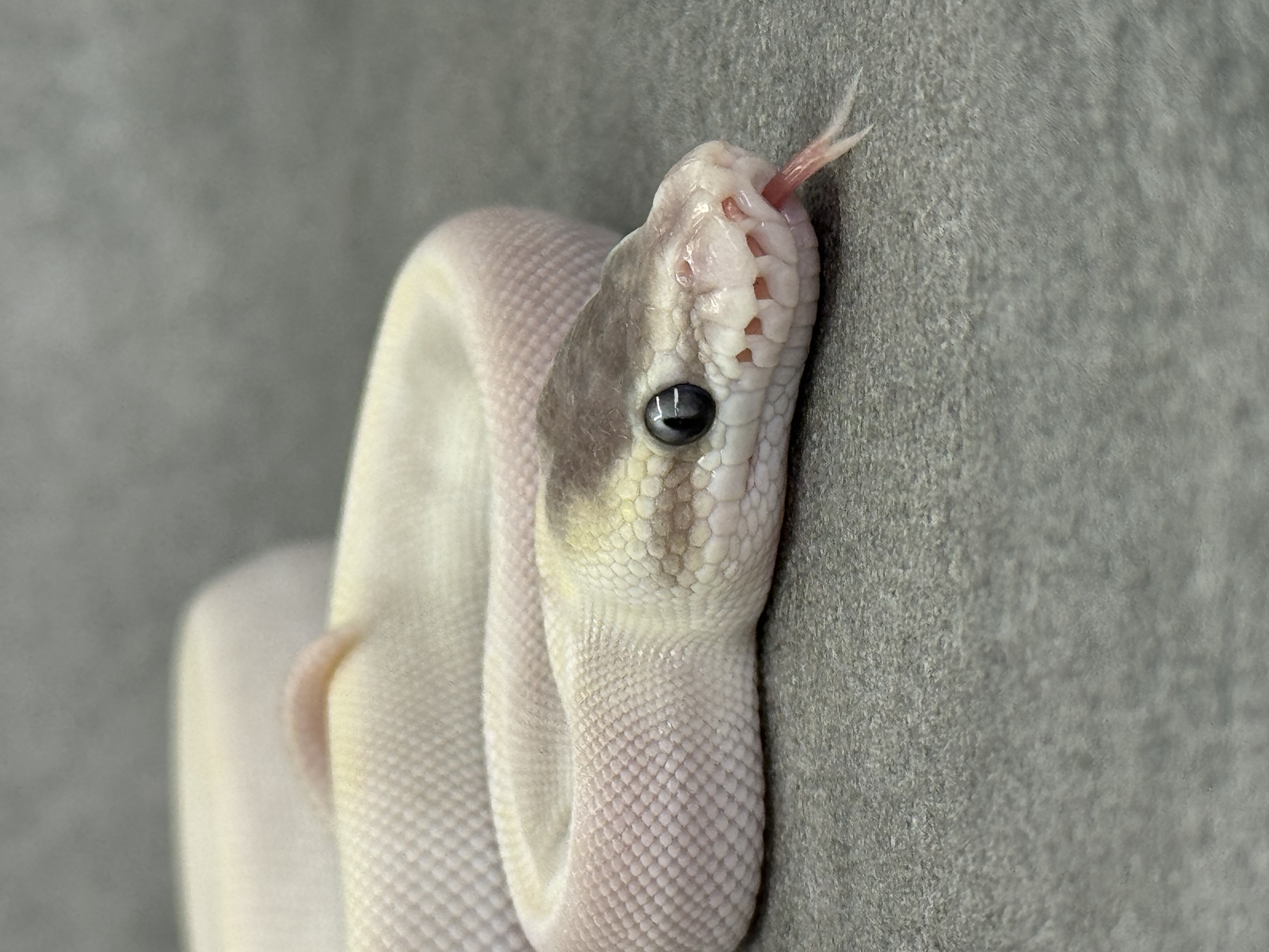 Special Mojave Ghi Het Desert Ghost 4