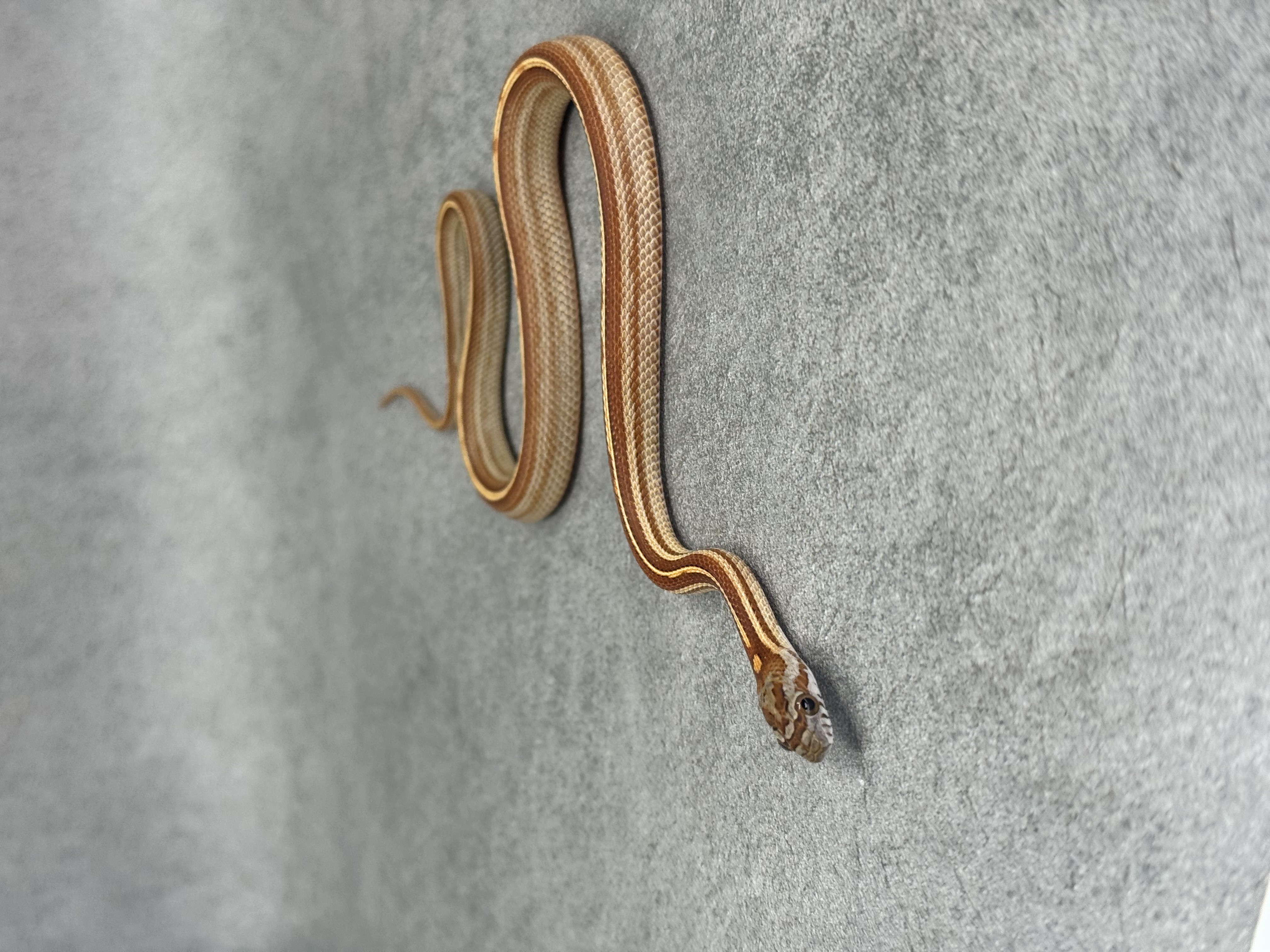 Caramel Tessera Motley/Stripe 3