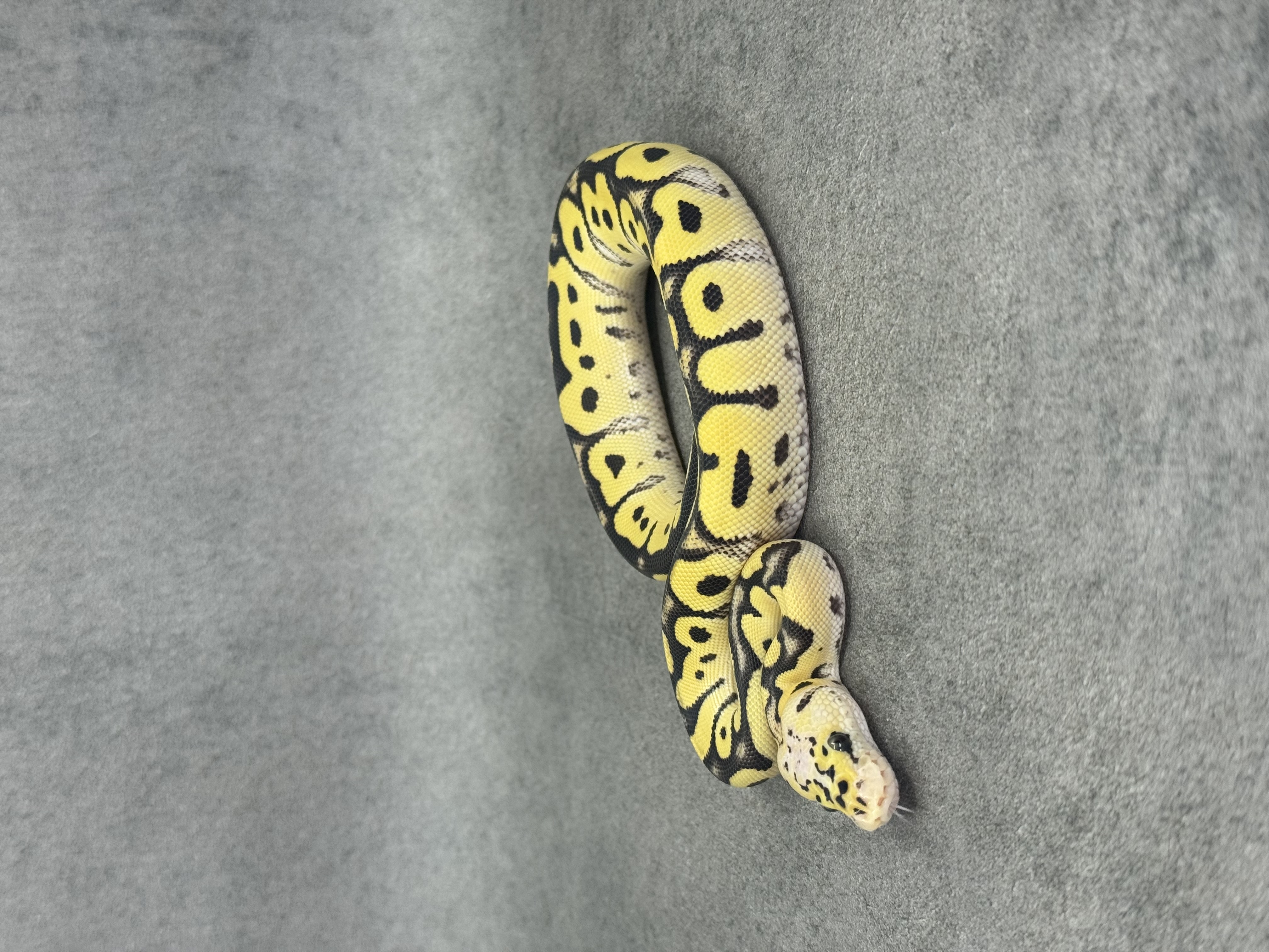 Pastel Desert Ghost Clown 2