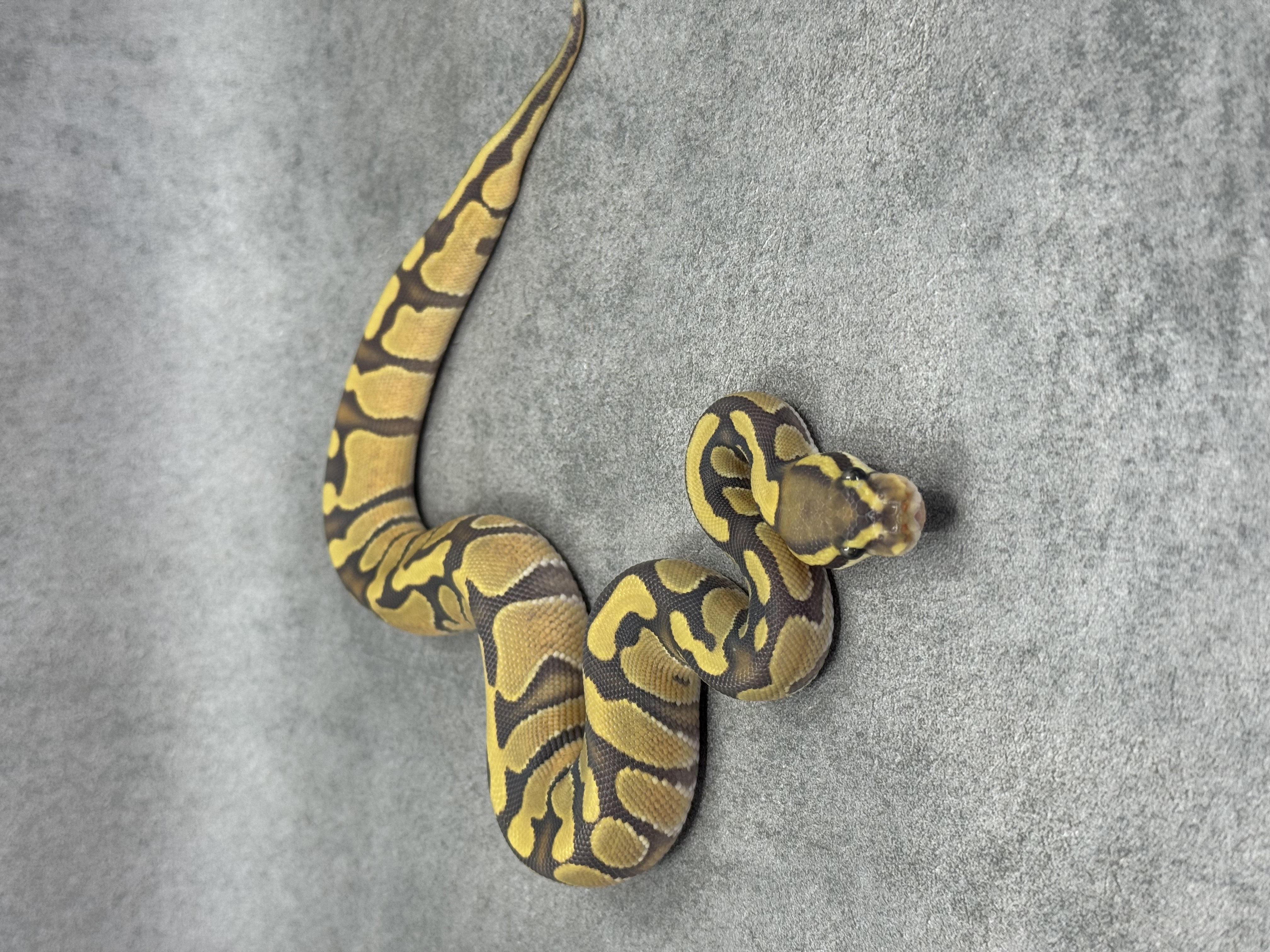 Enchi Hypo Het Piebald 4