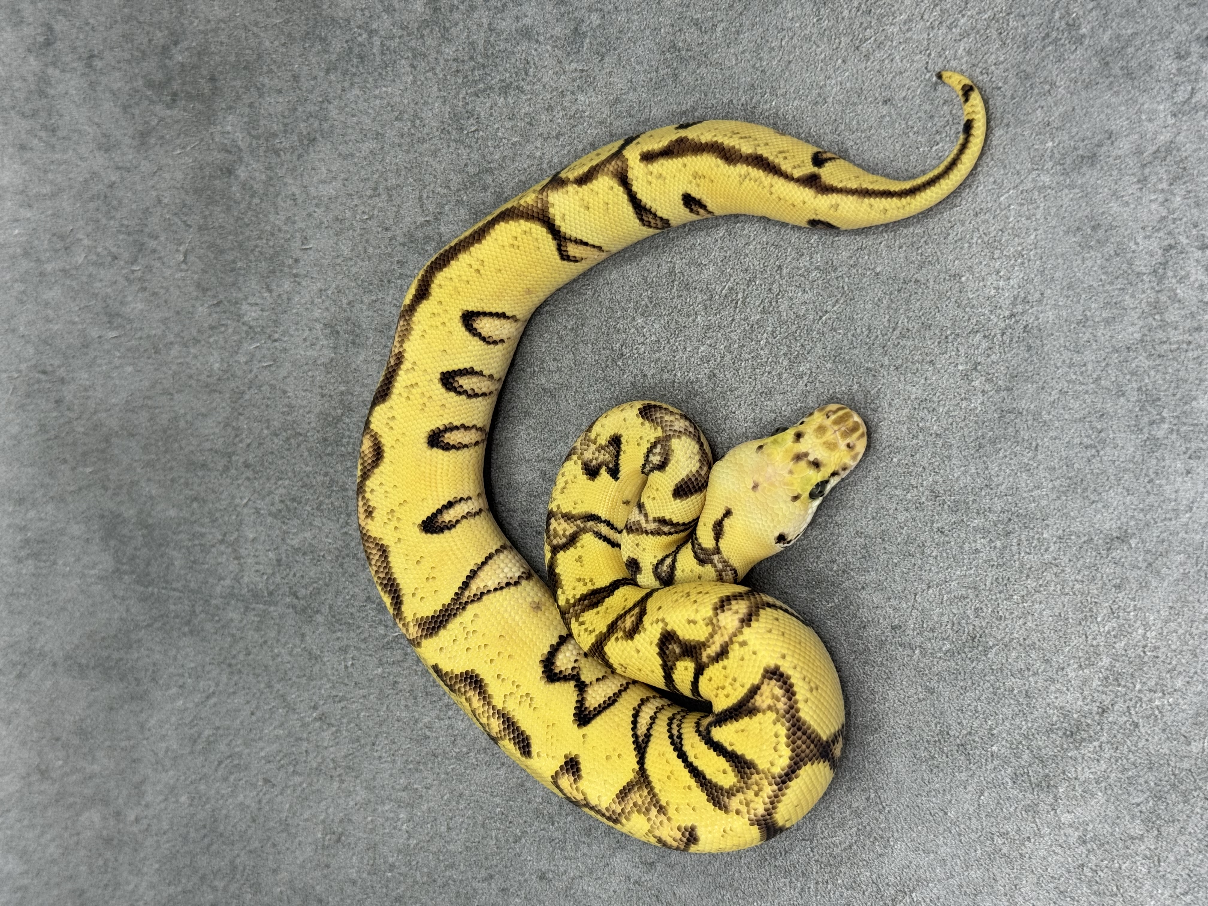 Cypress Pastel Fire Enchi Clown 3