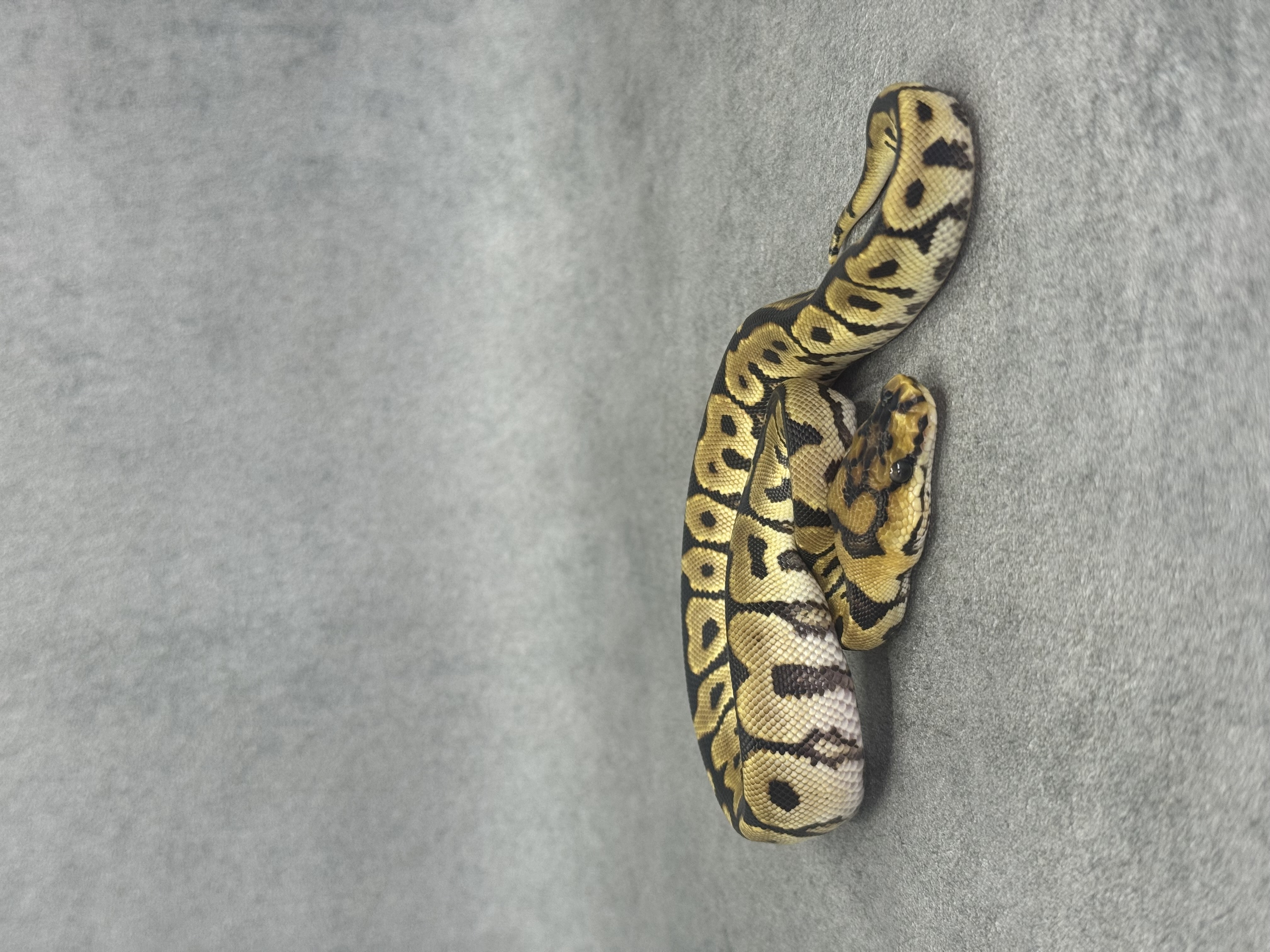 Spotnose Enchi Clown 2