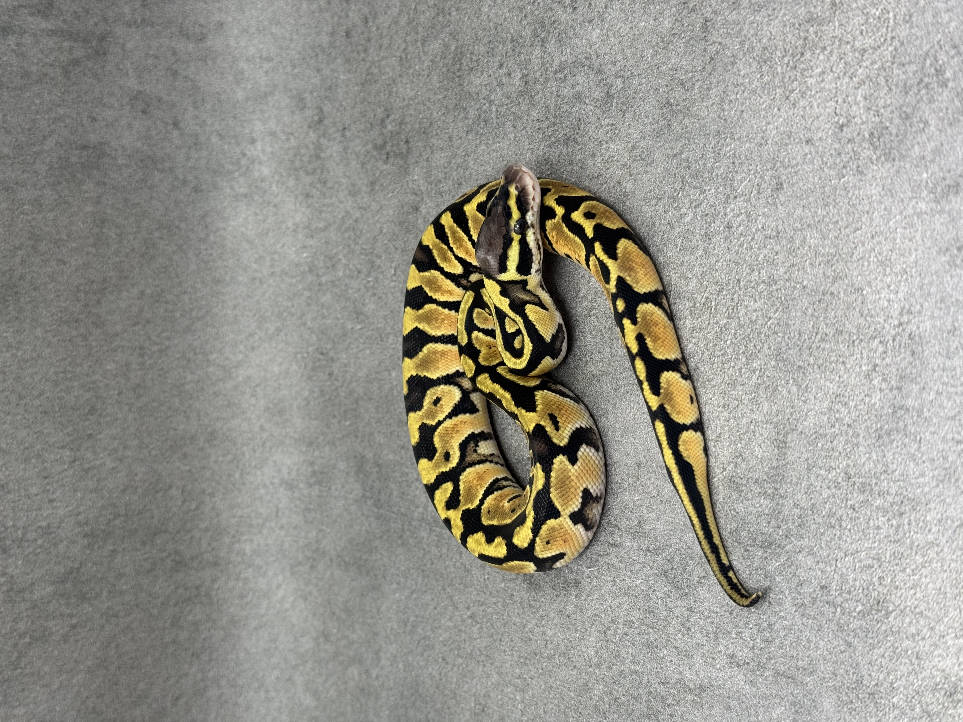Pastel Het Clown 4