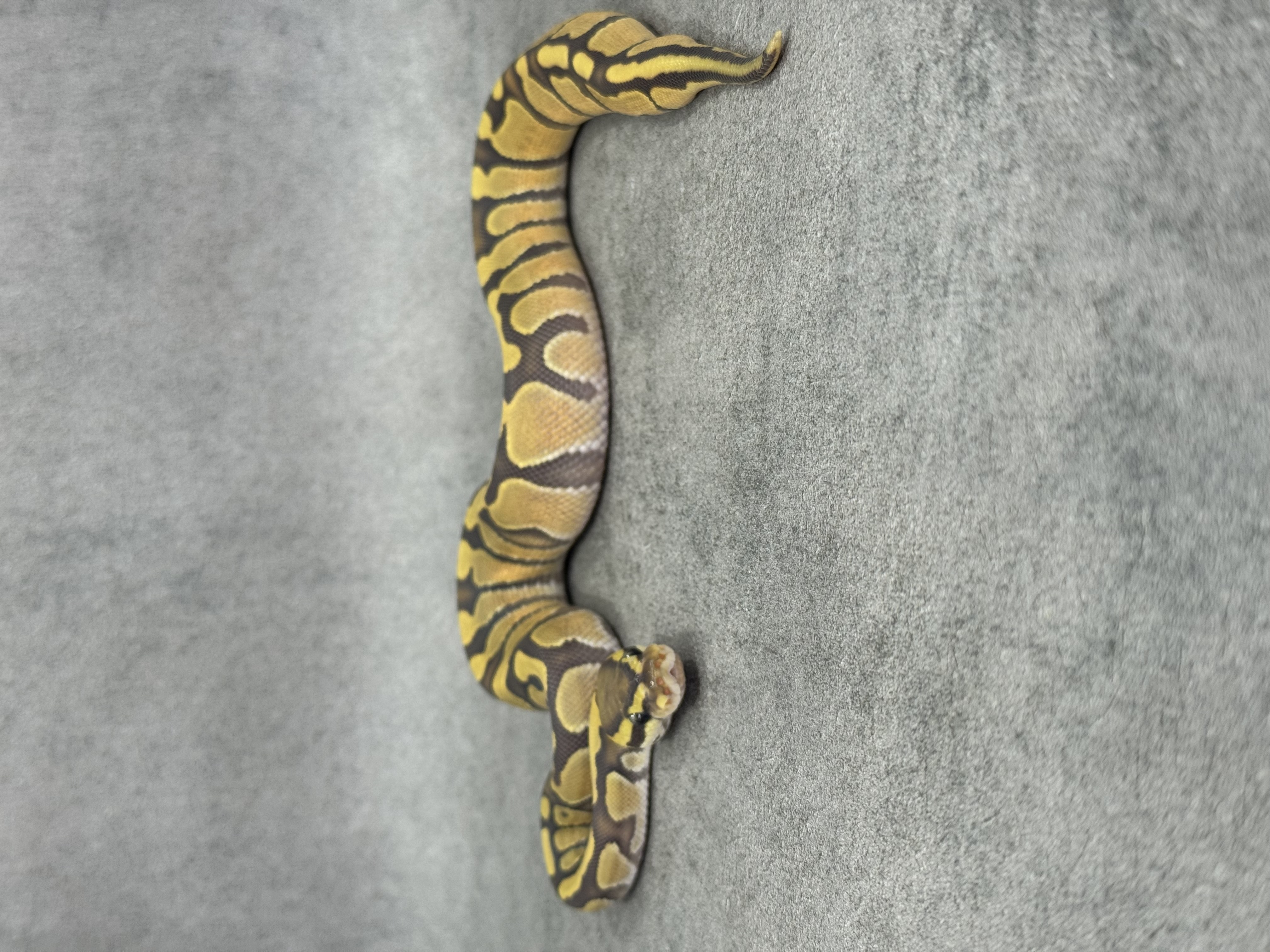 Enchi Hypo Het Piebald 5
