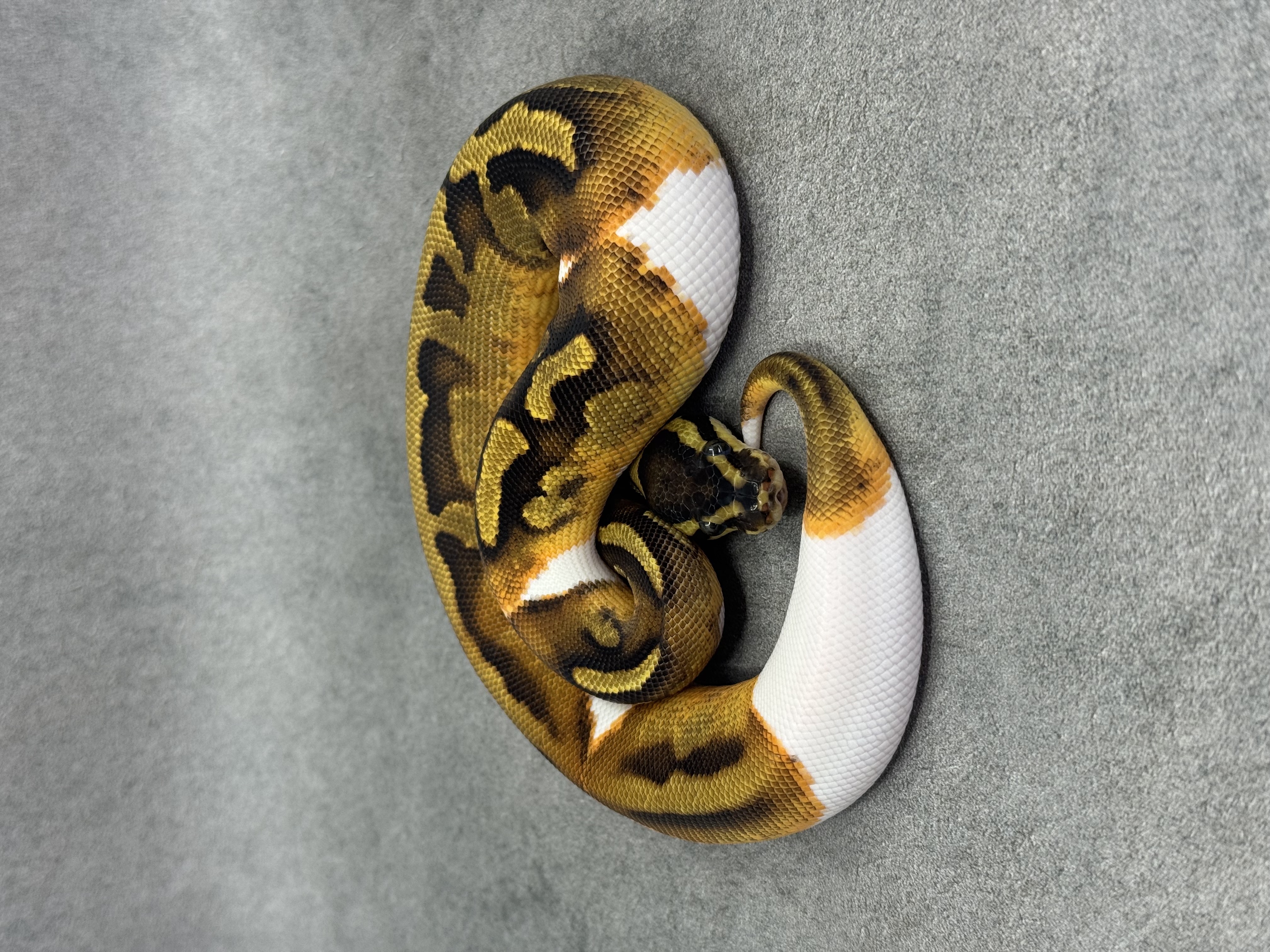 Ghi Enchi Piebald Het Hypo 3