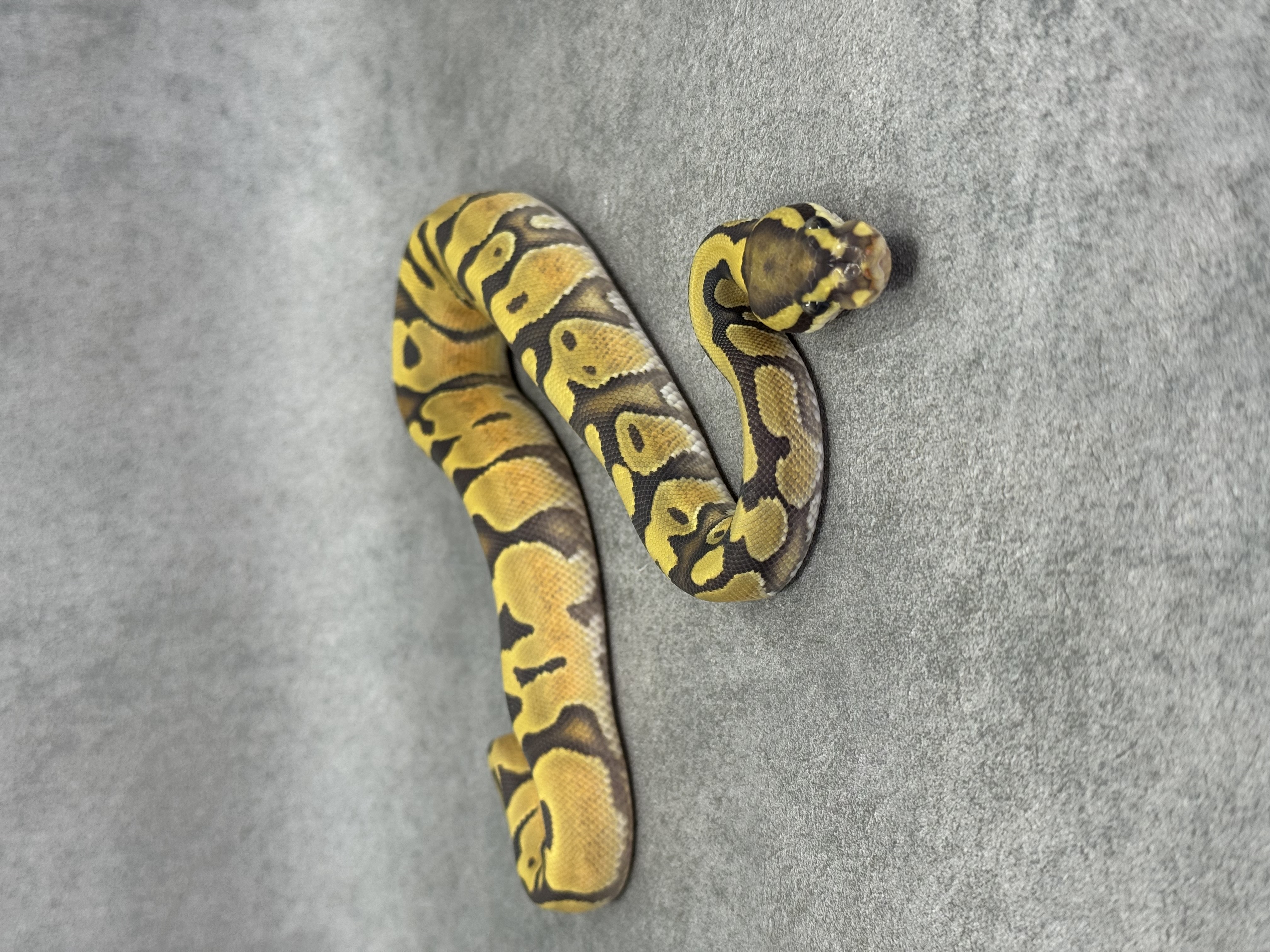 Enchi Hypo Het Piebald
