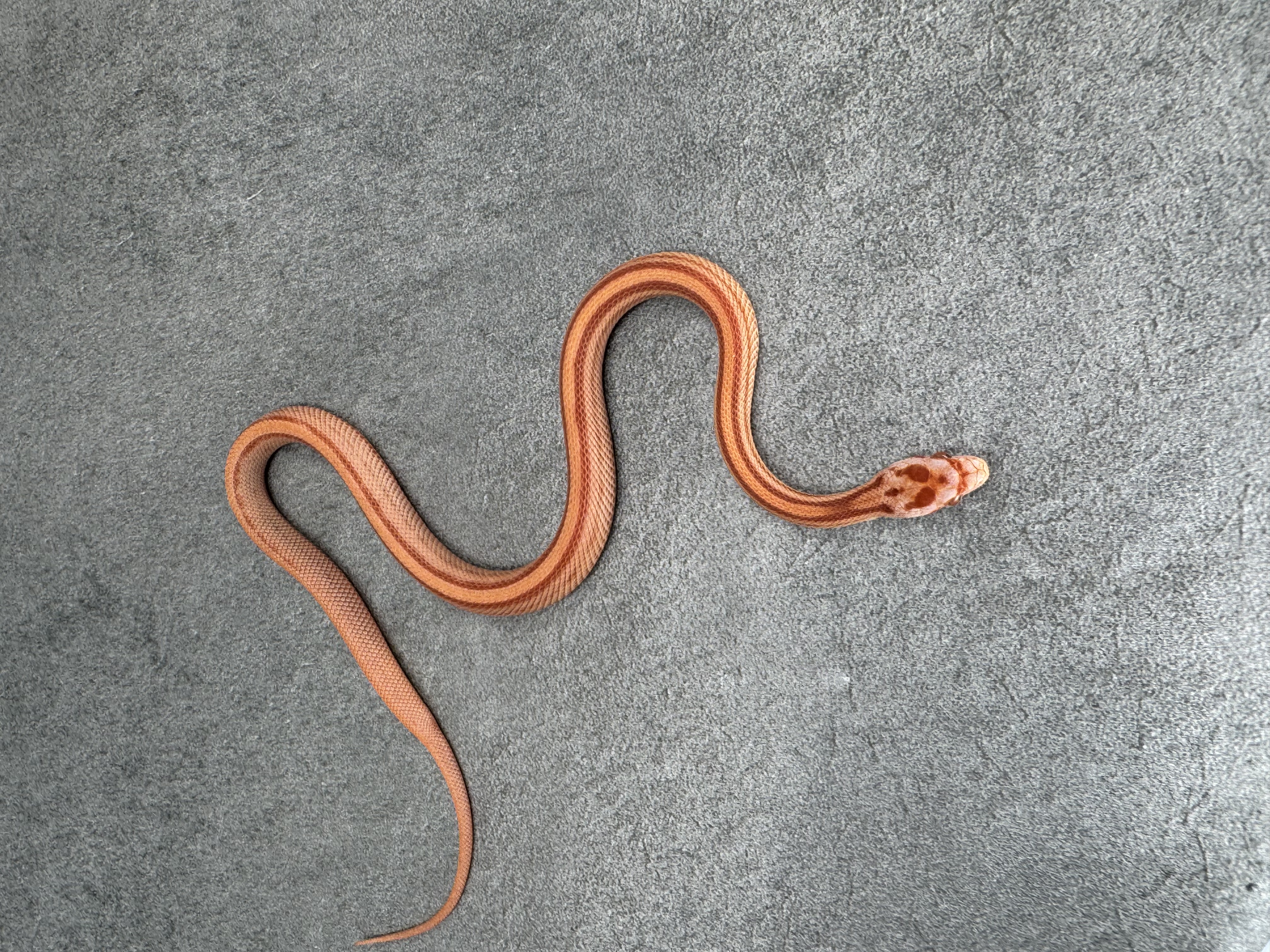 Amel Stripe Het Caramel Hypo 4