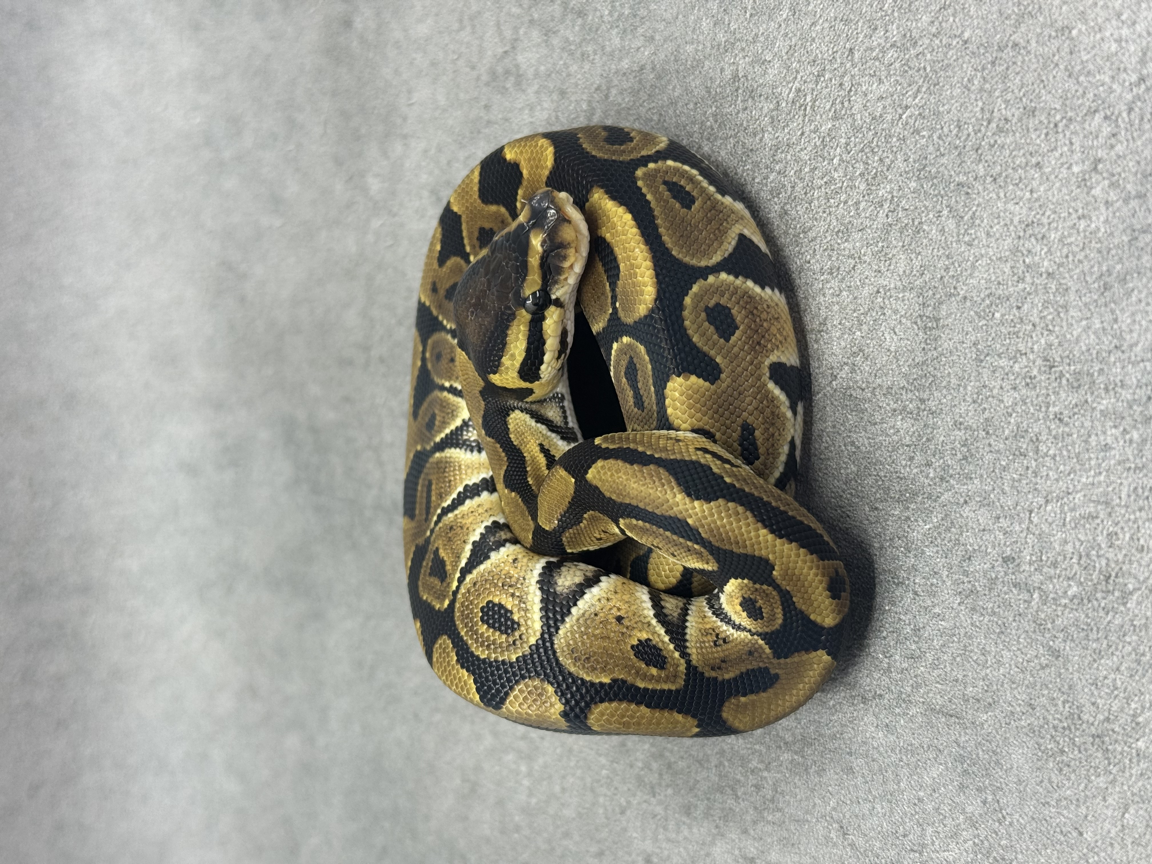 Normal Het Clown Het Desert Ghost 4