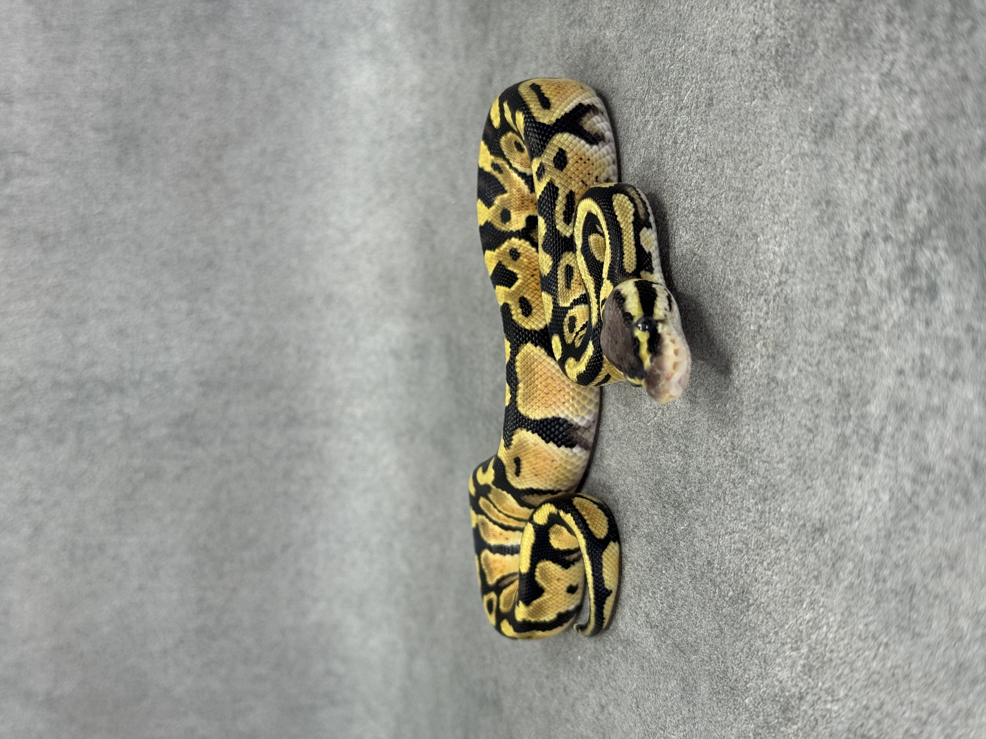 Pastel Het Hypo Het Desert Ghost Het Clown