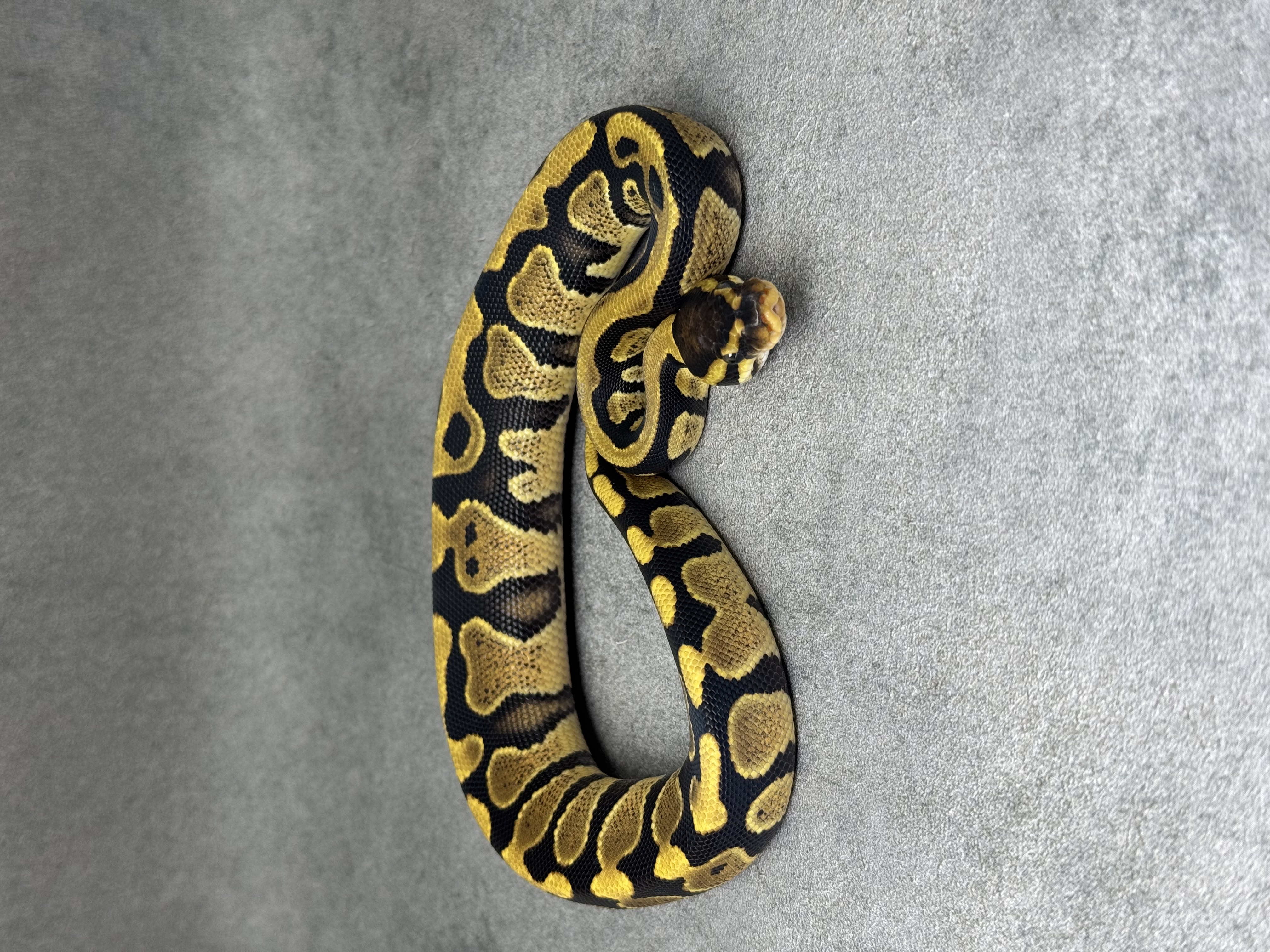 Yellow Belly Het Desert Ghost Het Clown Poss Het Piebald