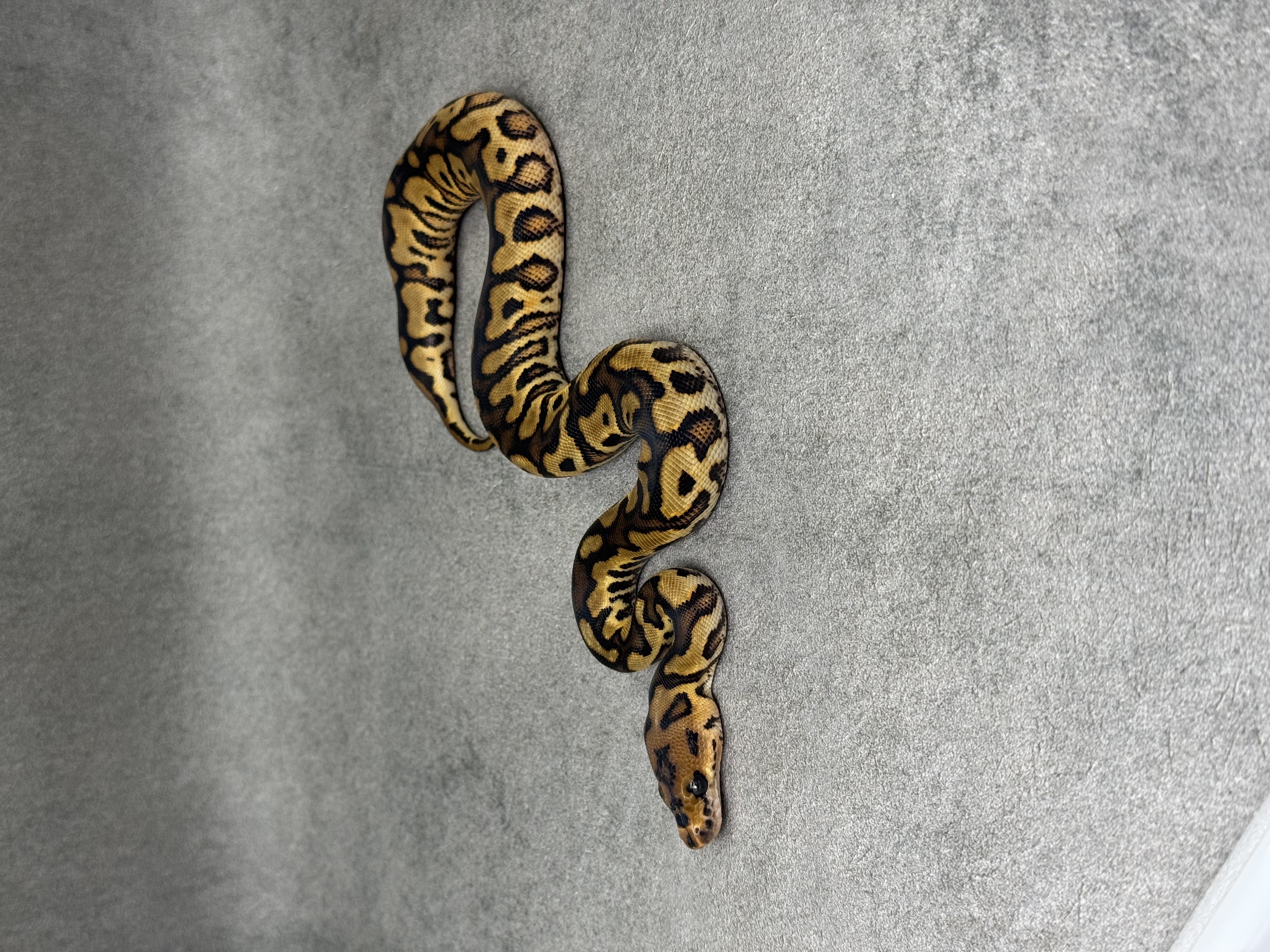 Red Stripe Yellow Belly Clown 3