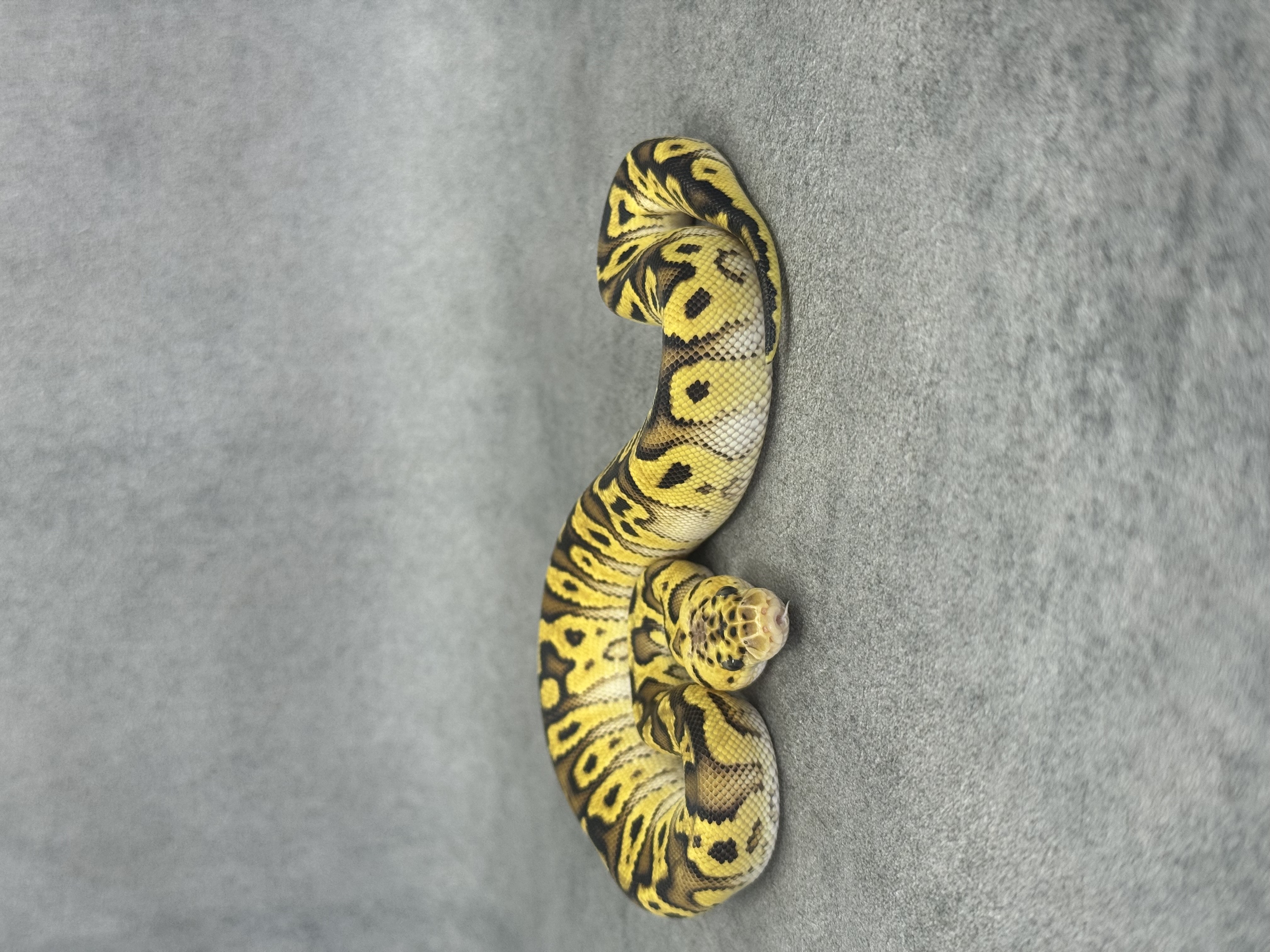 Bongo Pastel Spotnose Clown Poss Enchi Poss Fire 5